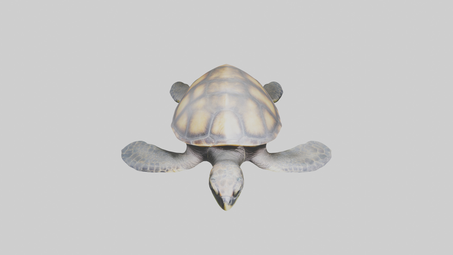 Sea Turtle model 3D model_16
