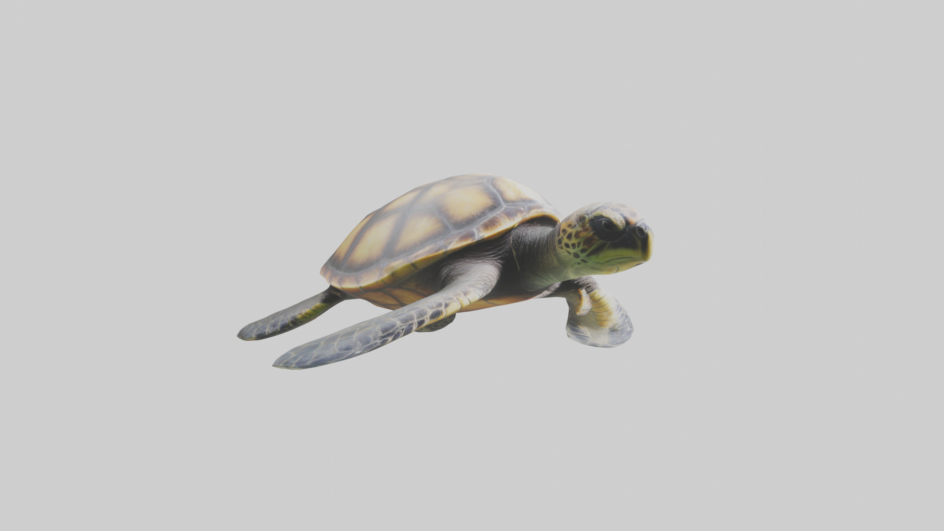 Sea Turtle model 3D model_11