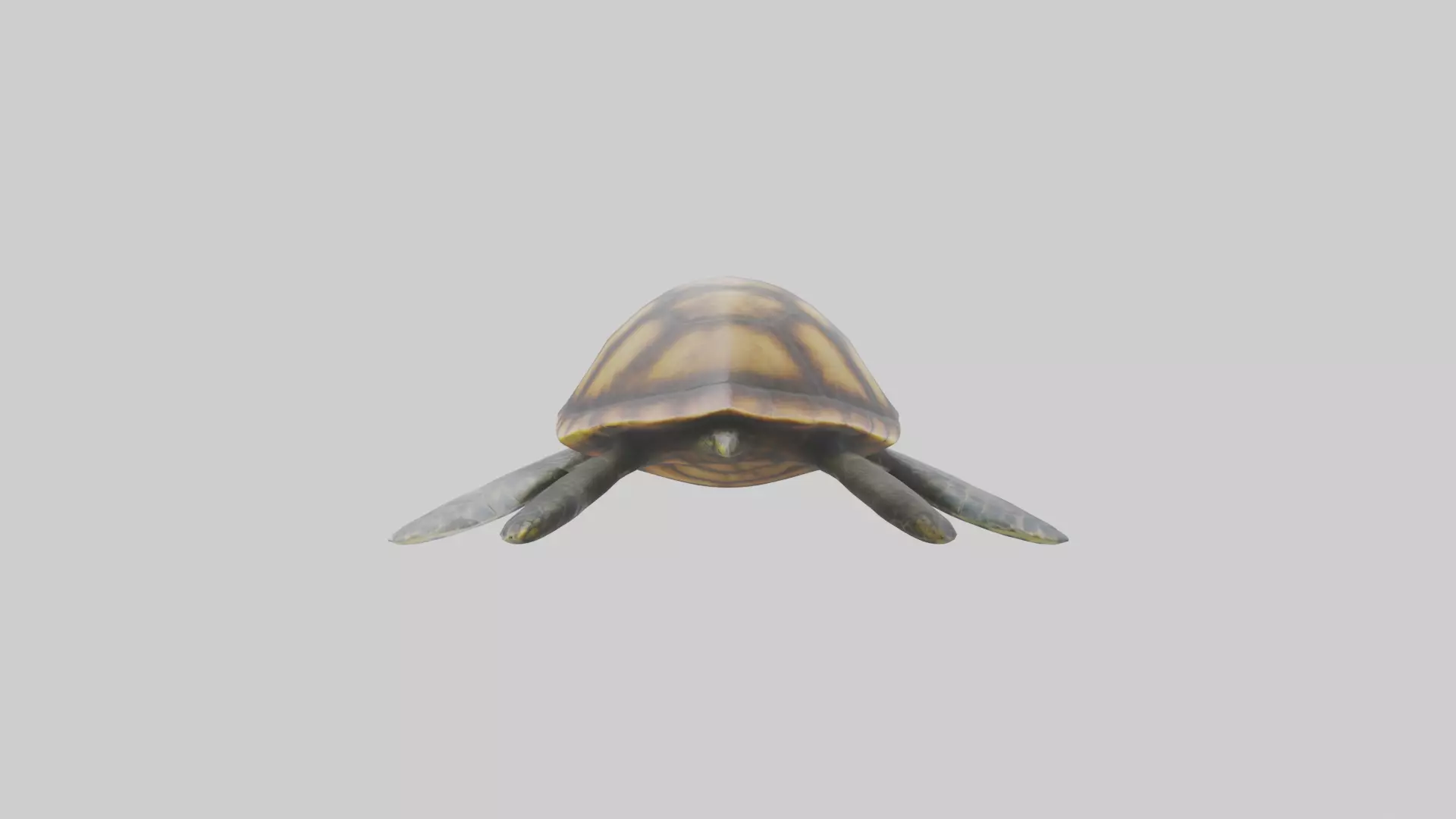 Sea Turtle model 3D model_0