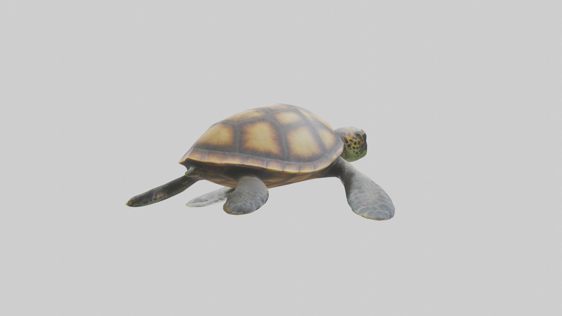 Sea Turtle model 3D model_2