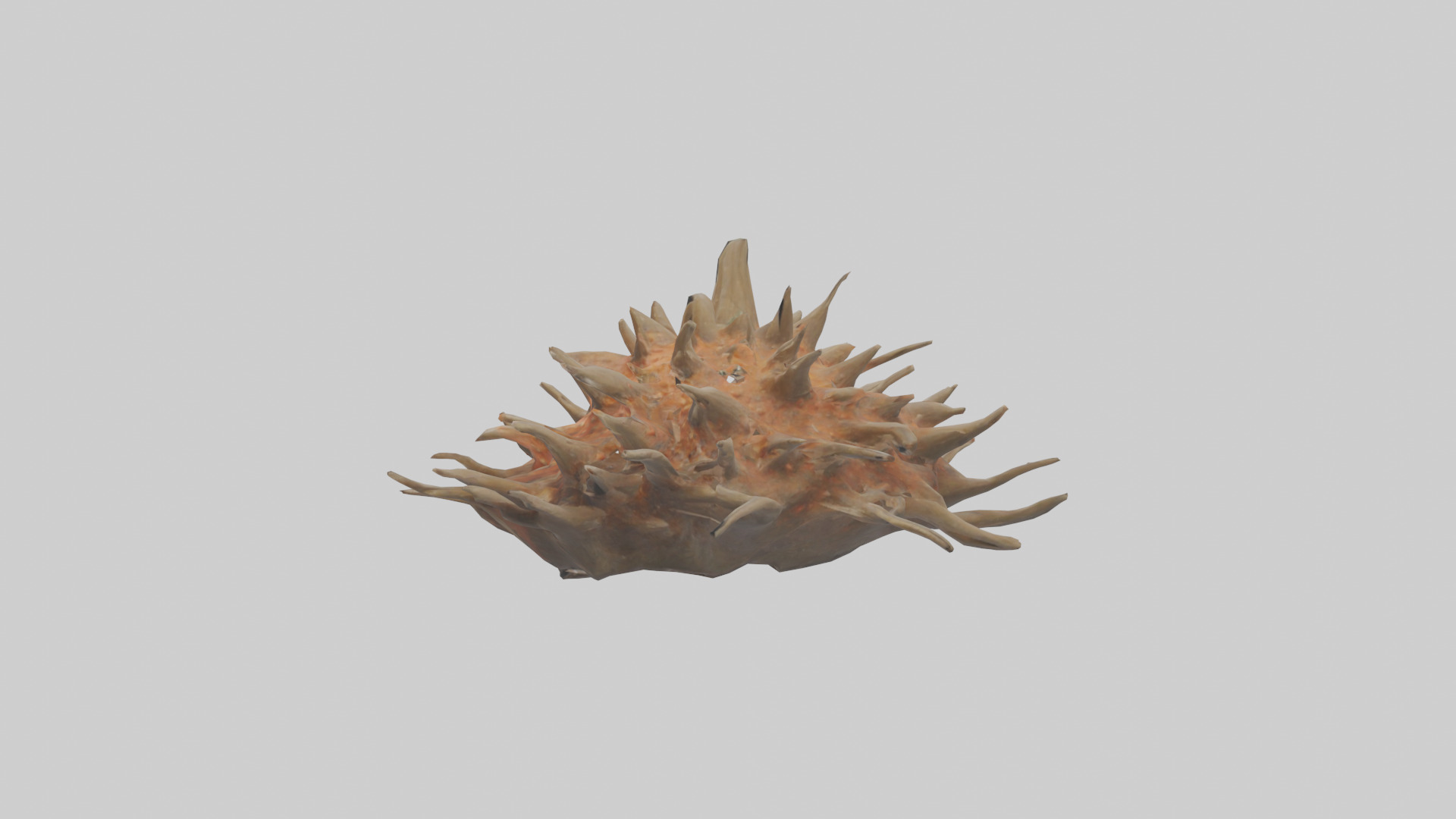 Sea Urchin clinging model 3D model_12