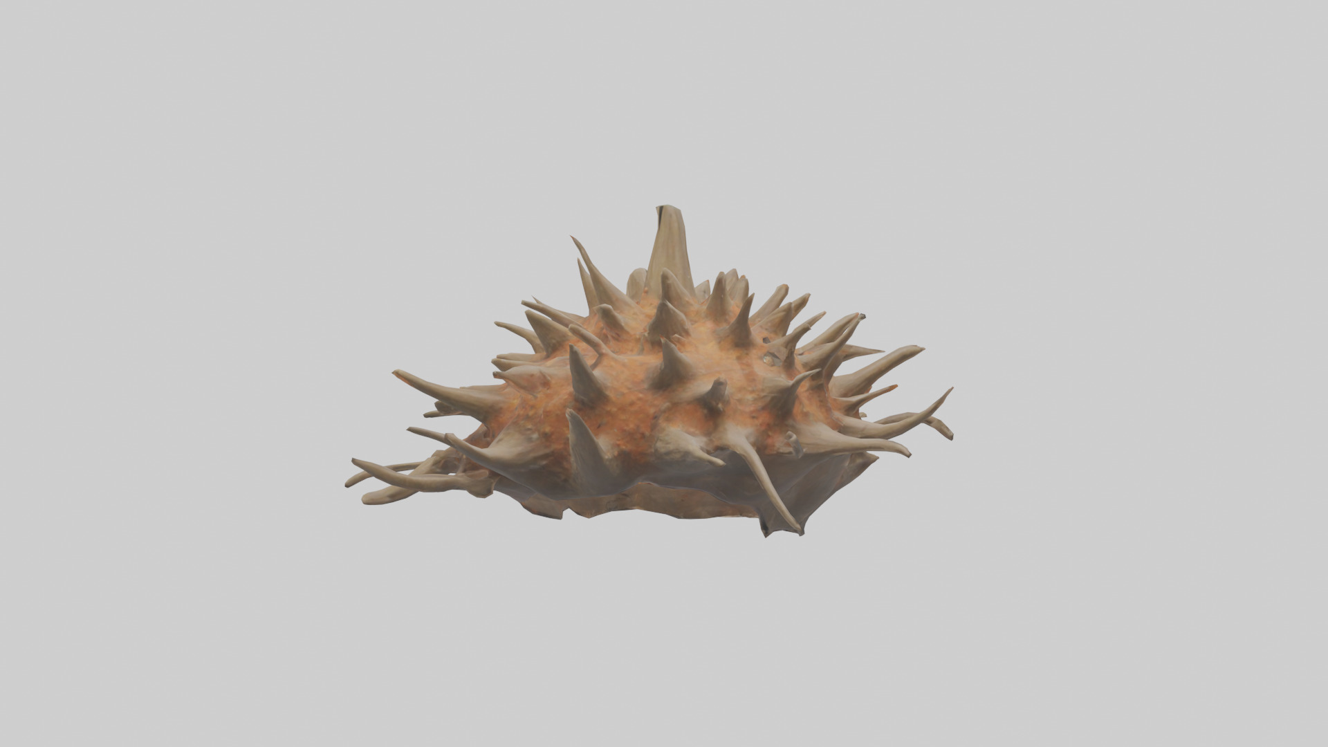 Sea Urchin clinging model 3D model_2