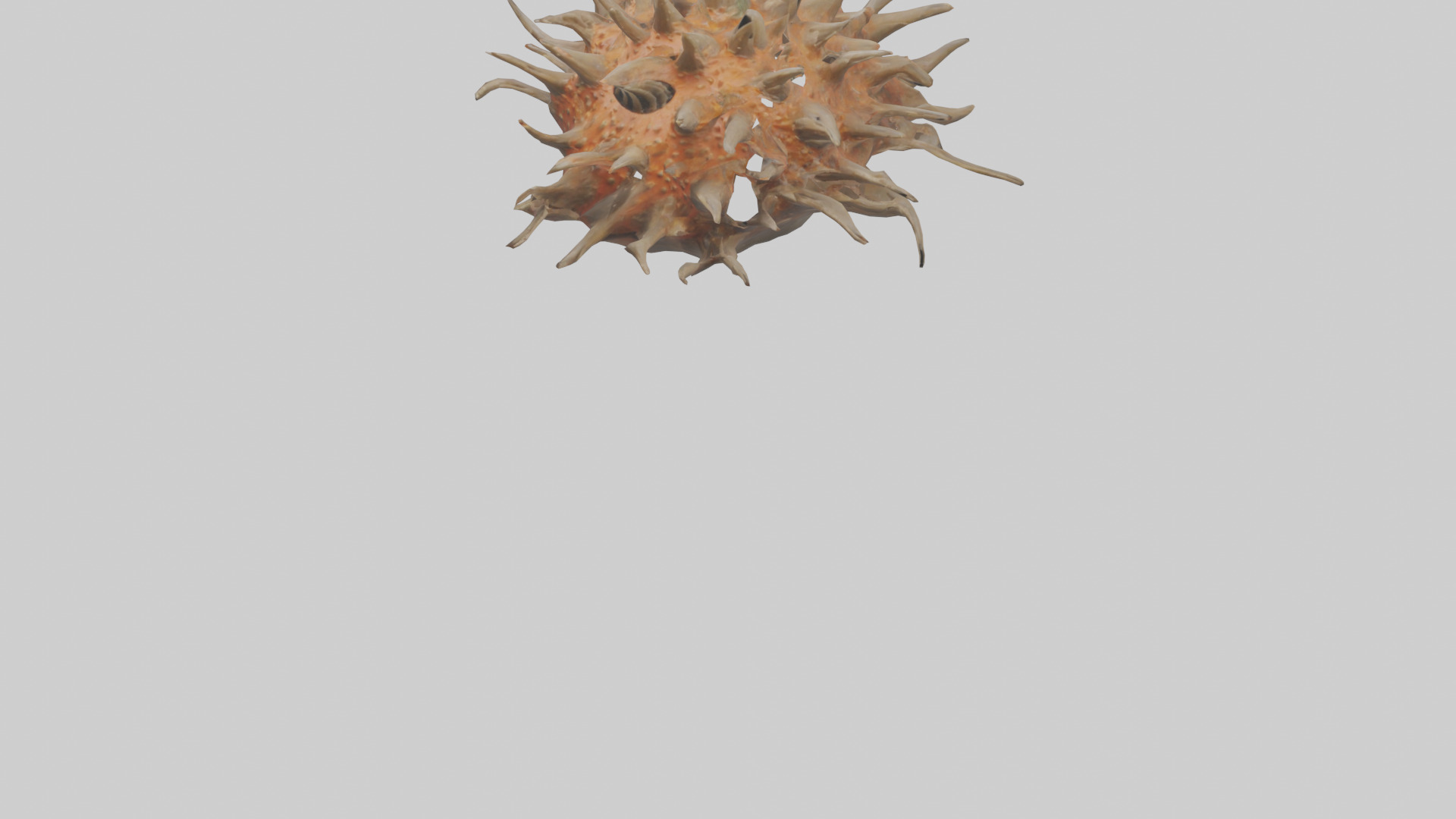 Sea Urchin clinging model 3D model_5