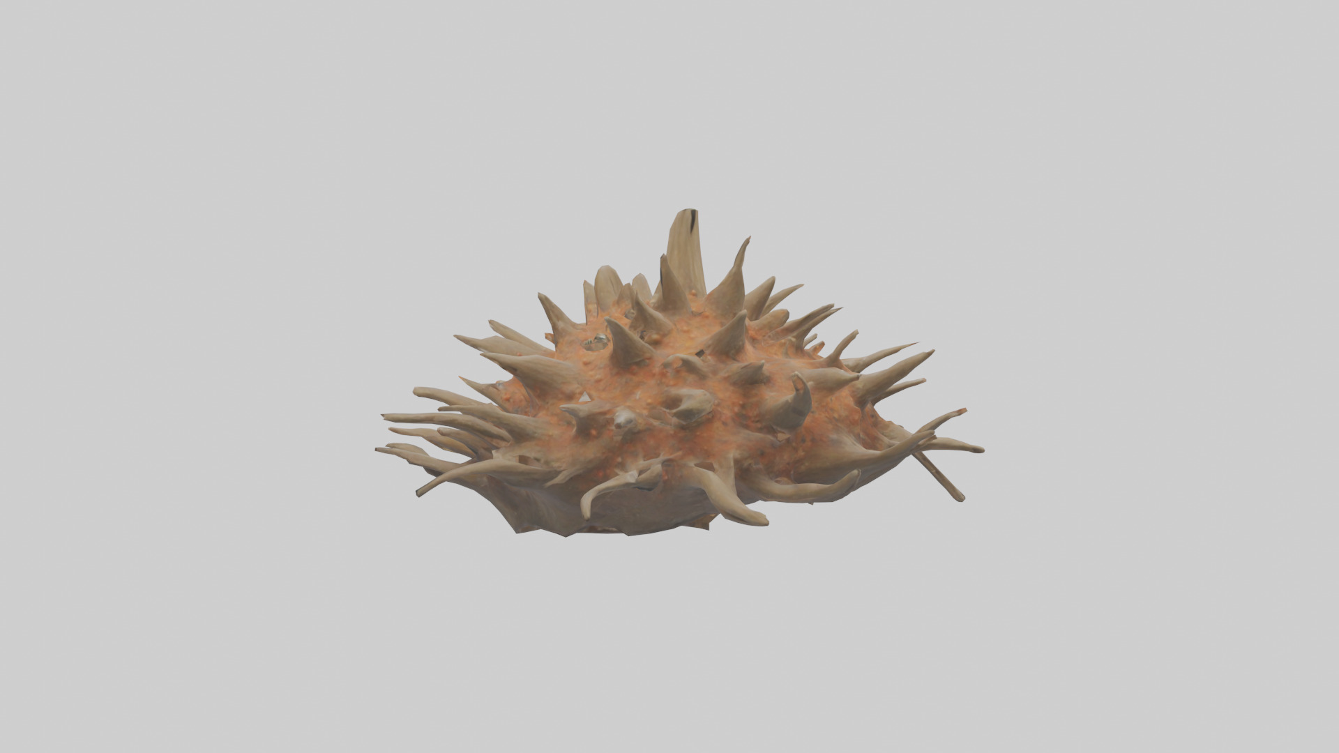 Sea Urchin clinging model 3D model_1