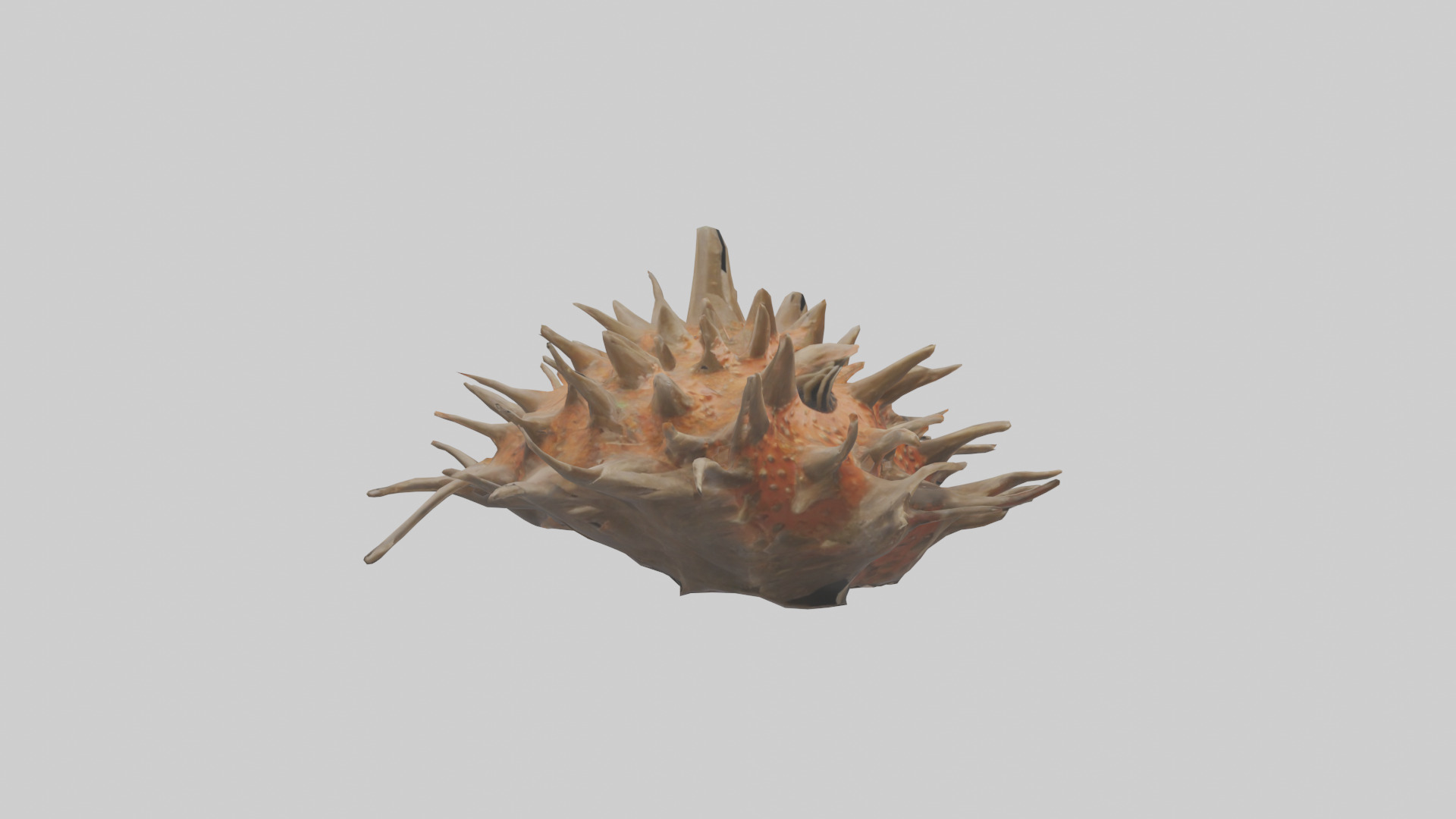 Sea Urchin clinging model 3D model_11