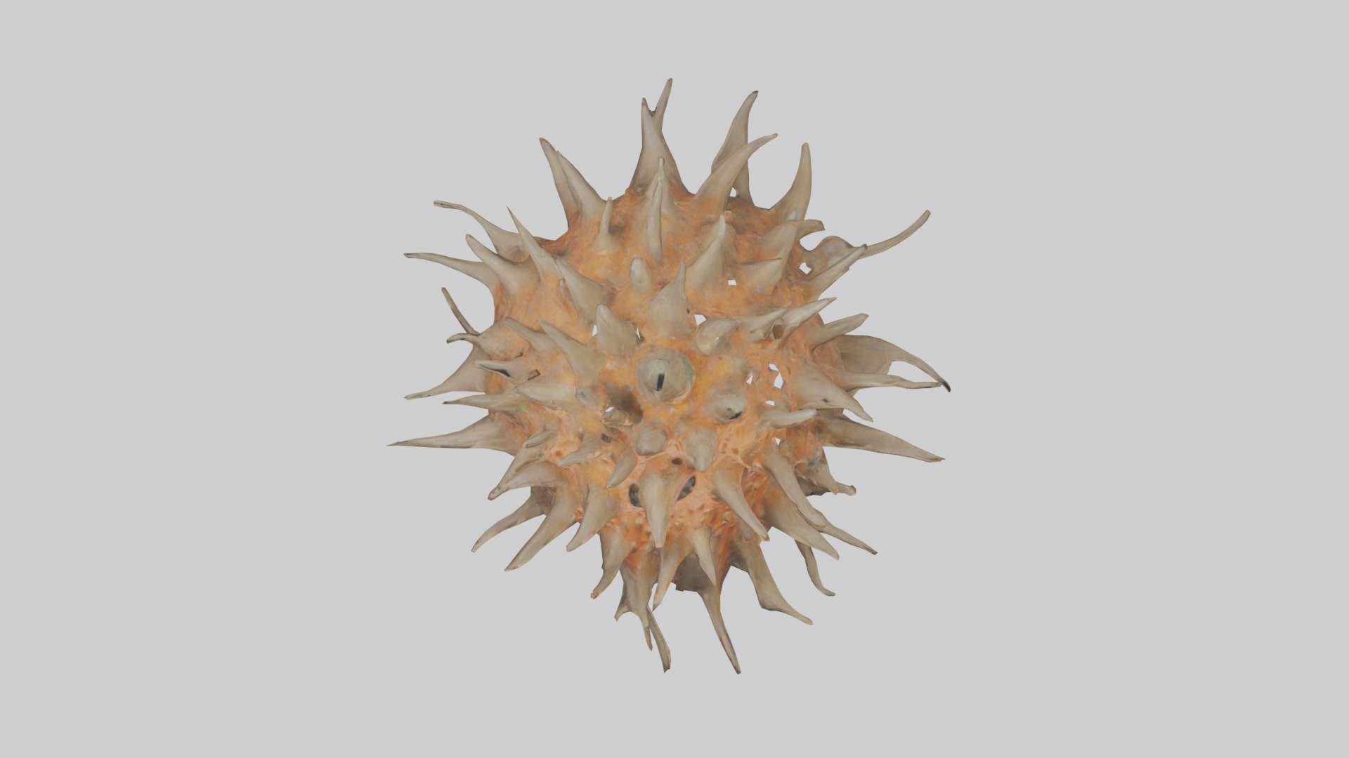Sea Urchin clinging model 3D model_14