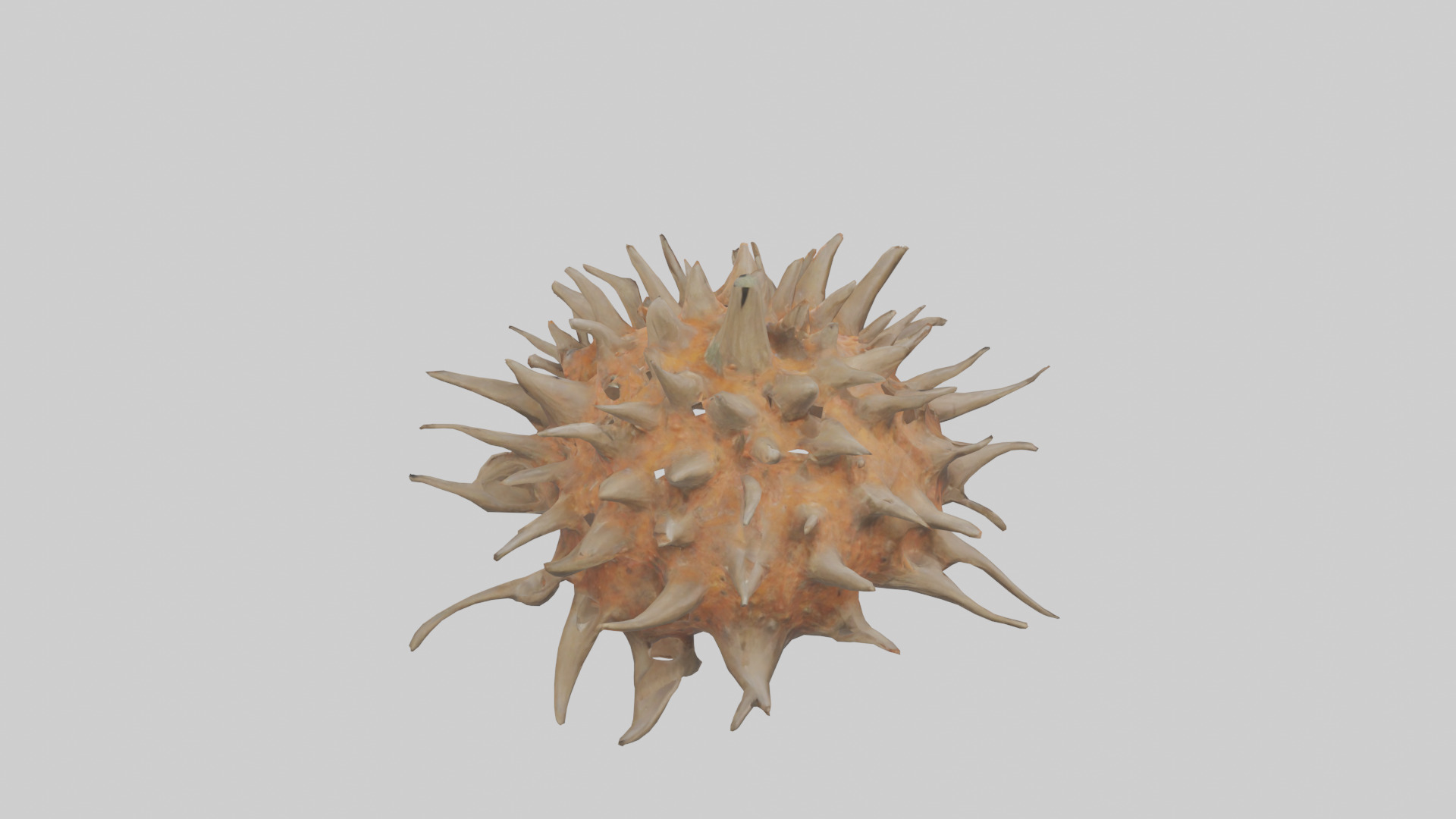 Sea Urchin clinging model 3D model_15