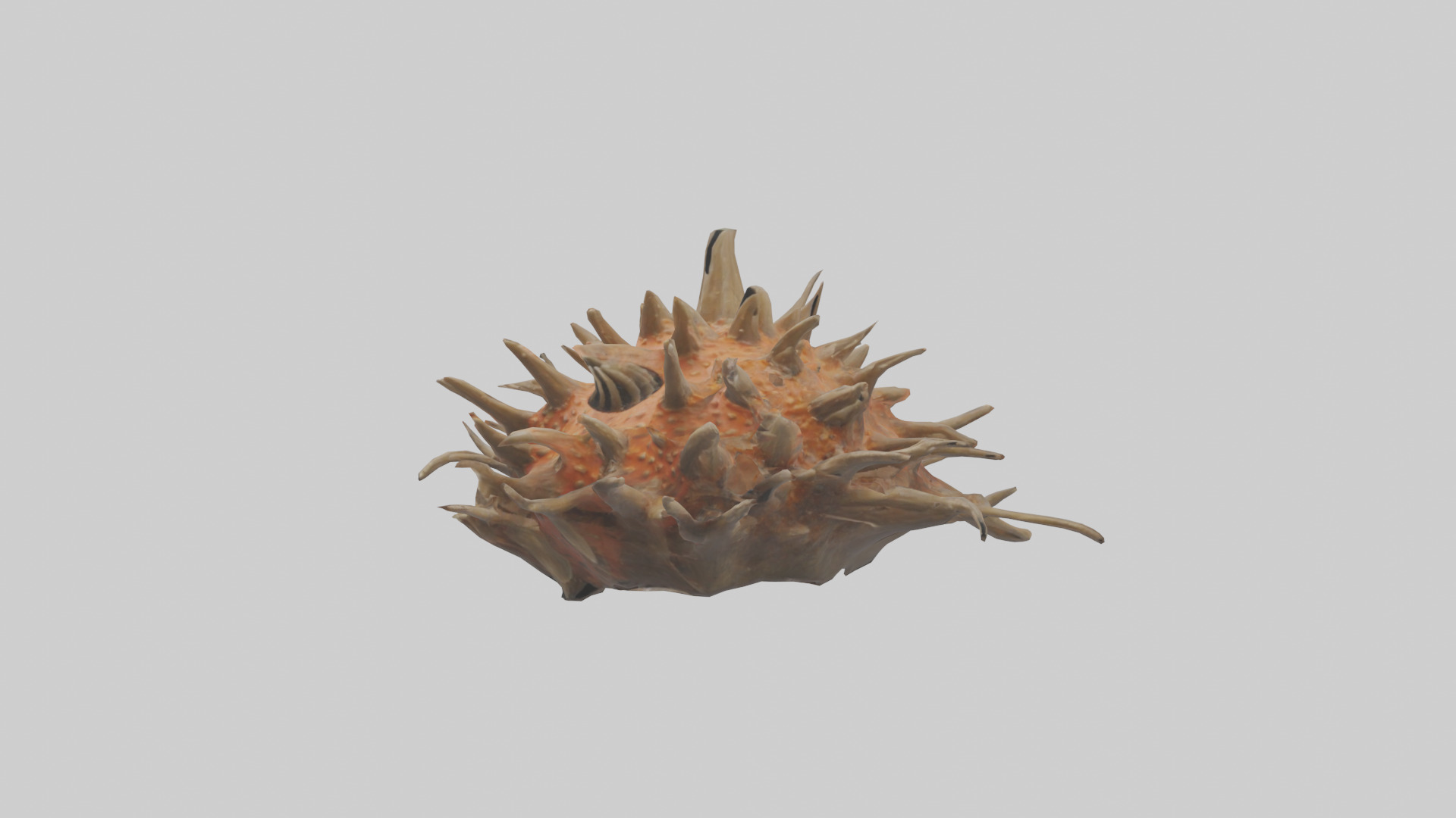 Sea Urchin clinging model 3D model_8
