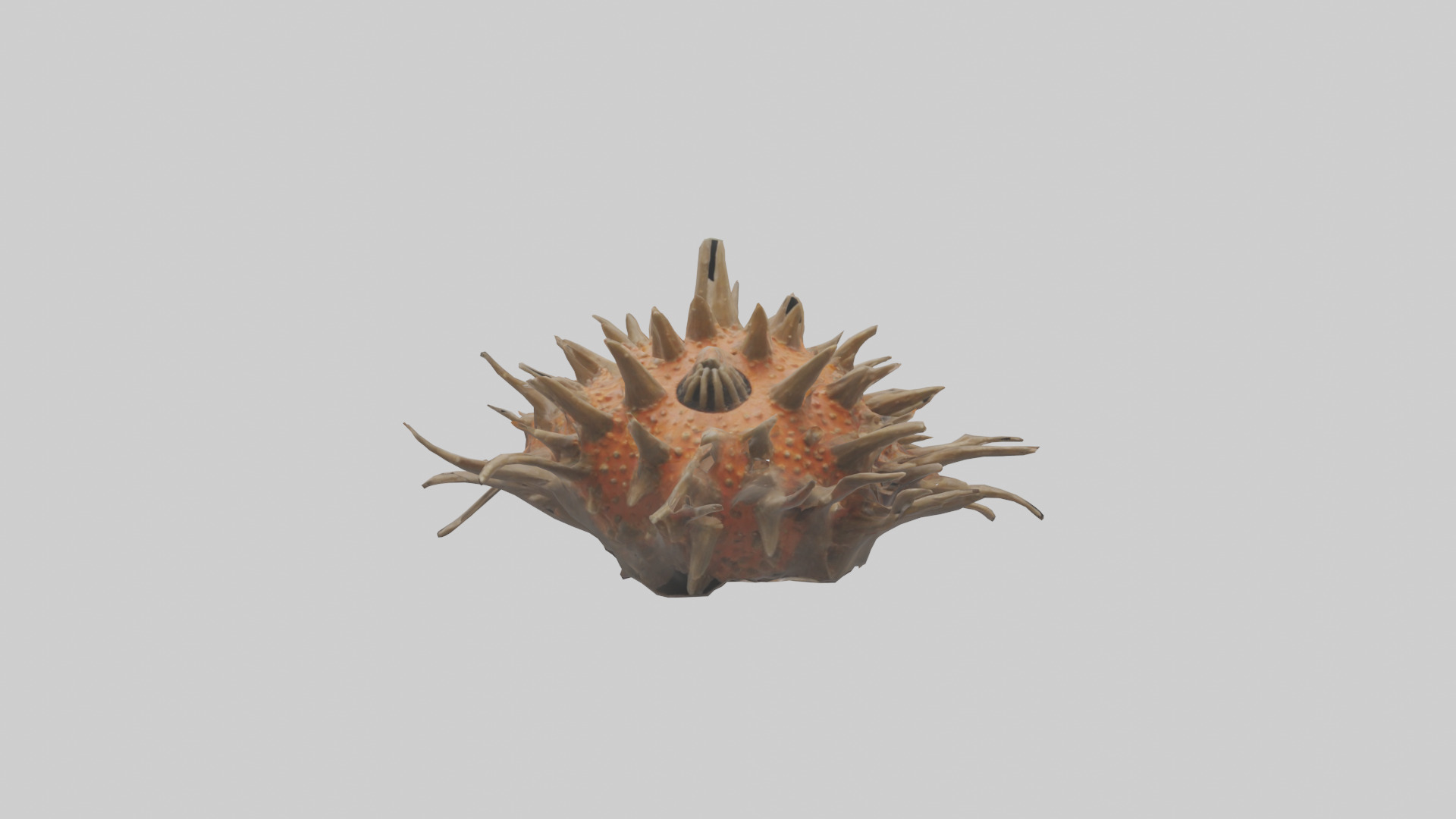 Sea Urchin clinging model 3D model_9