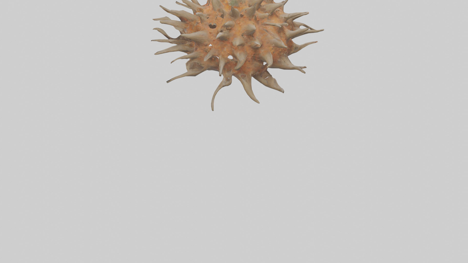 Sea Urchin clinging model 3D model_3