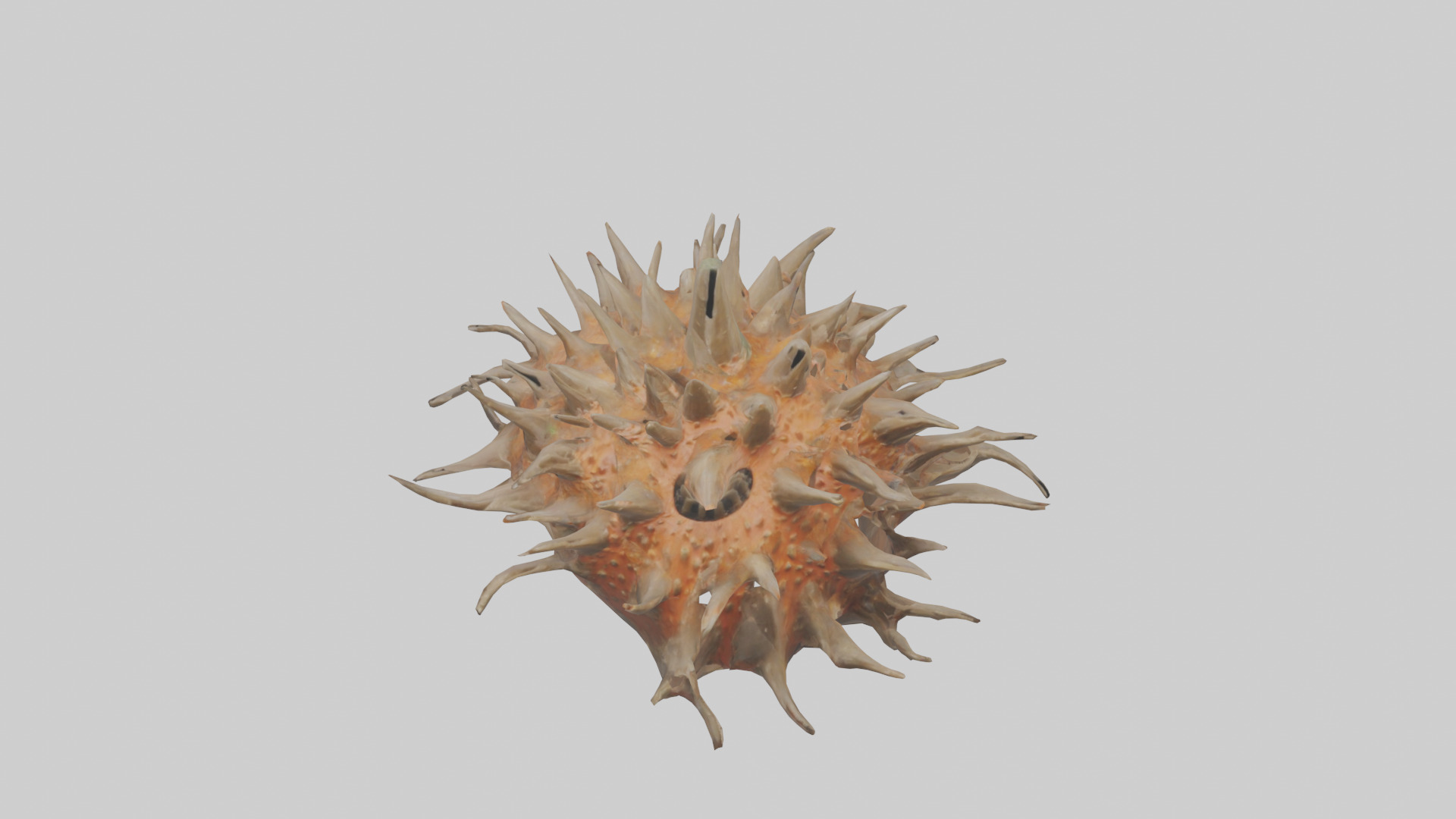 Sea Urchin clinging model 3D model_16