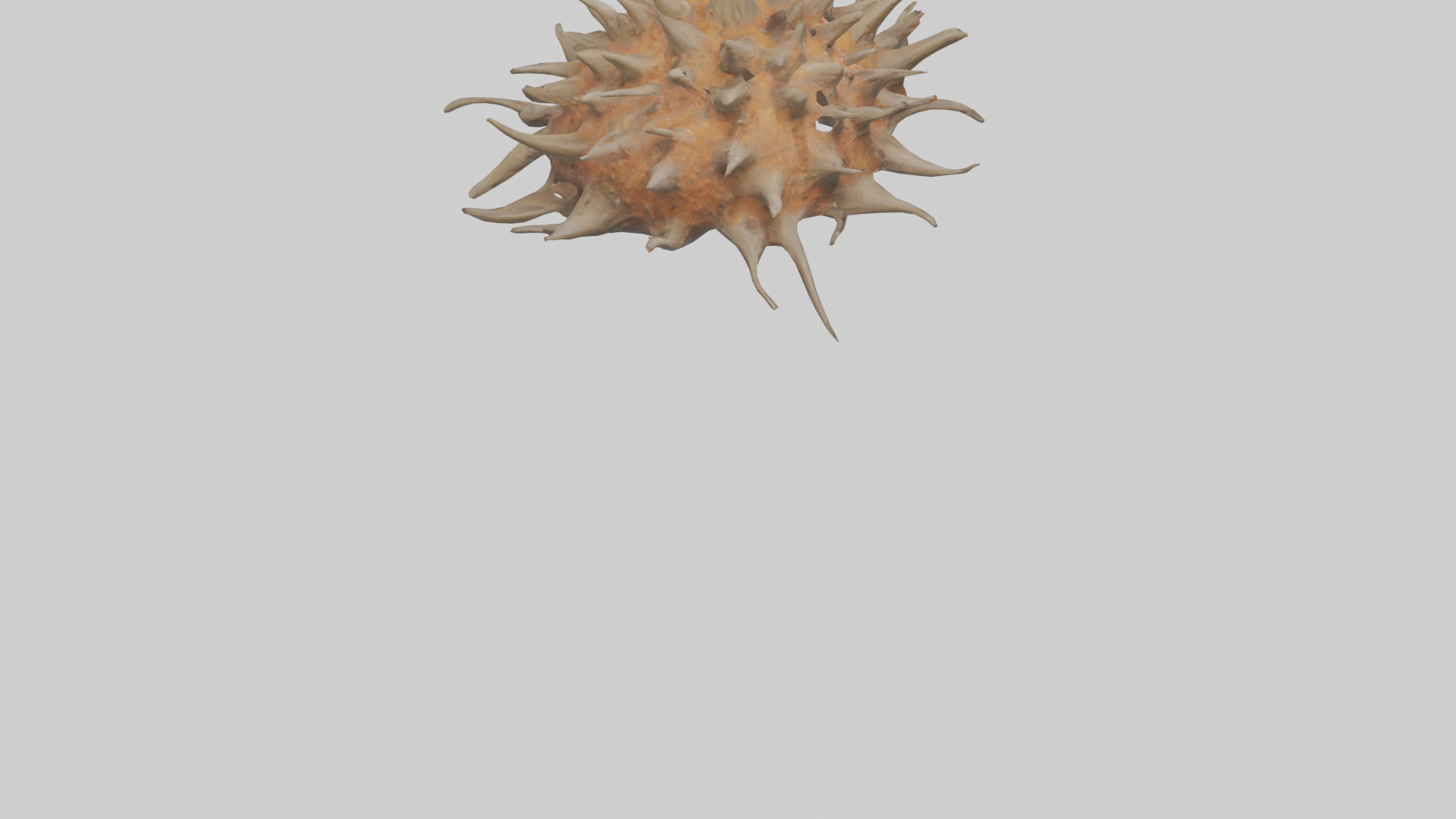 Sea Urchin clinging model 3D model_4