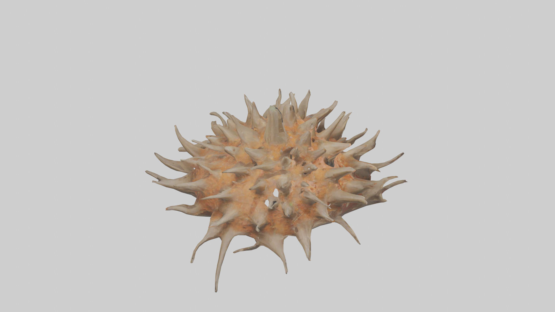 Sea Urchin clinging model 3D model_18