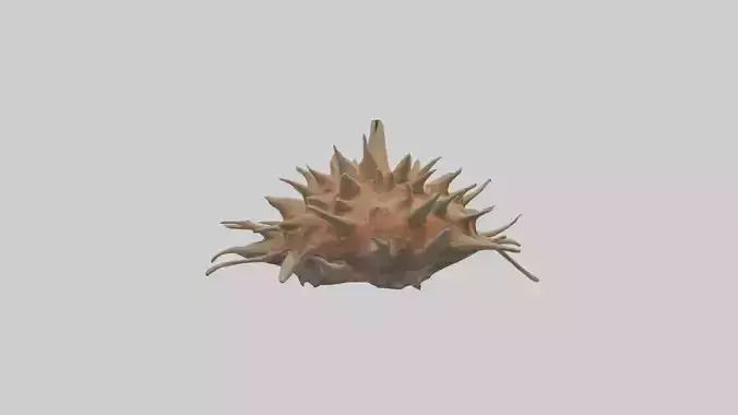 Sea Urchin clinging model