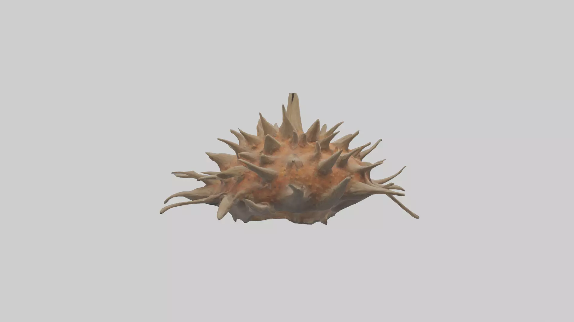 Sea Urchin clinging model 3D model_0