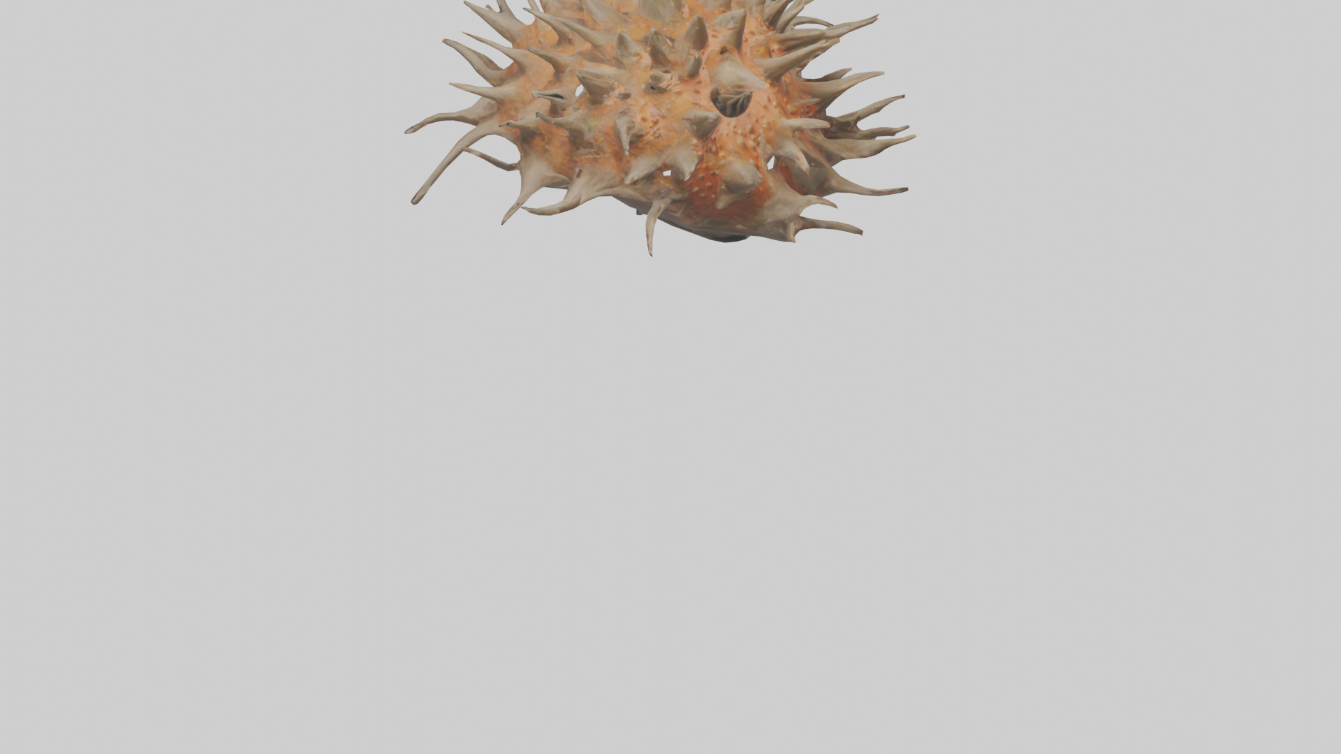 Sea Urchin clinging model 3D model_6