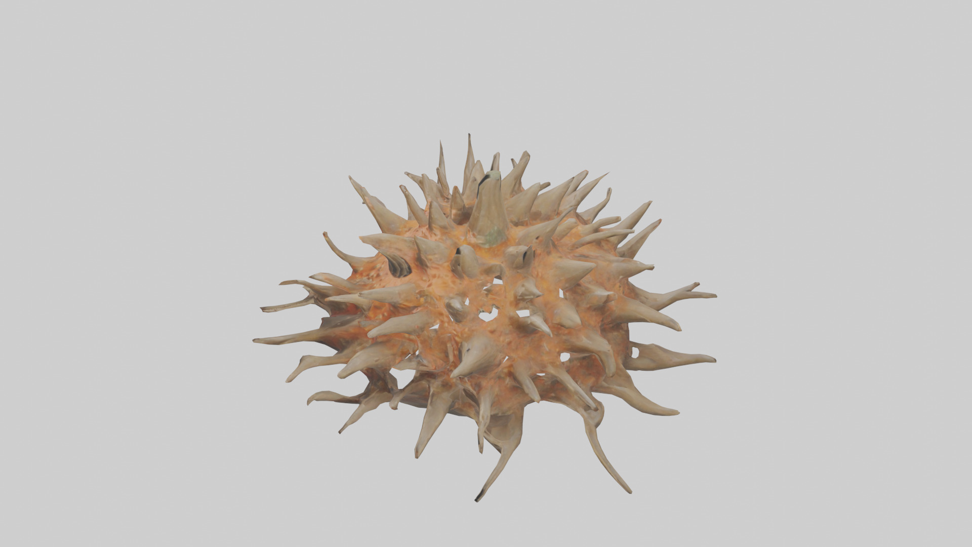 Sea Urchin clinging model 3D model_17