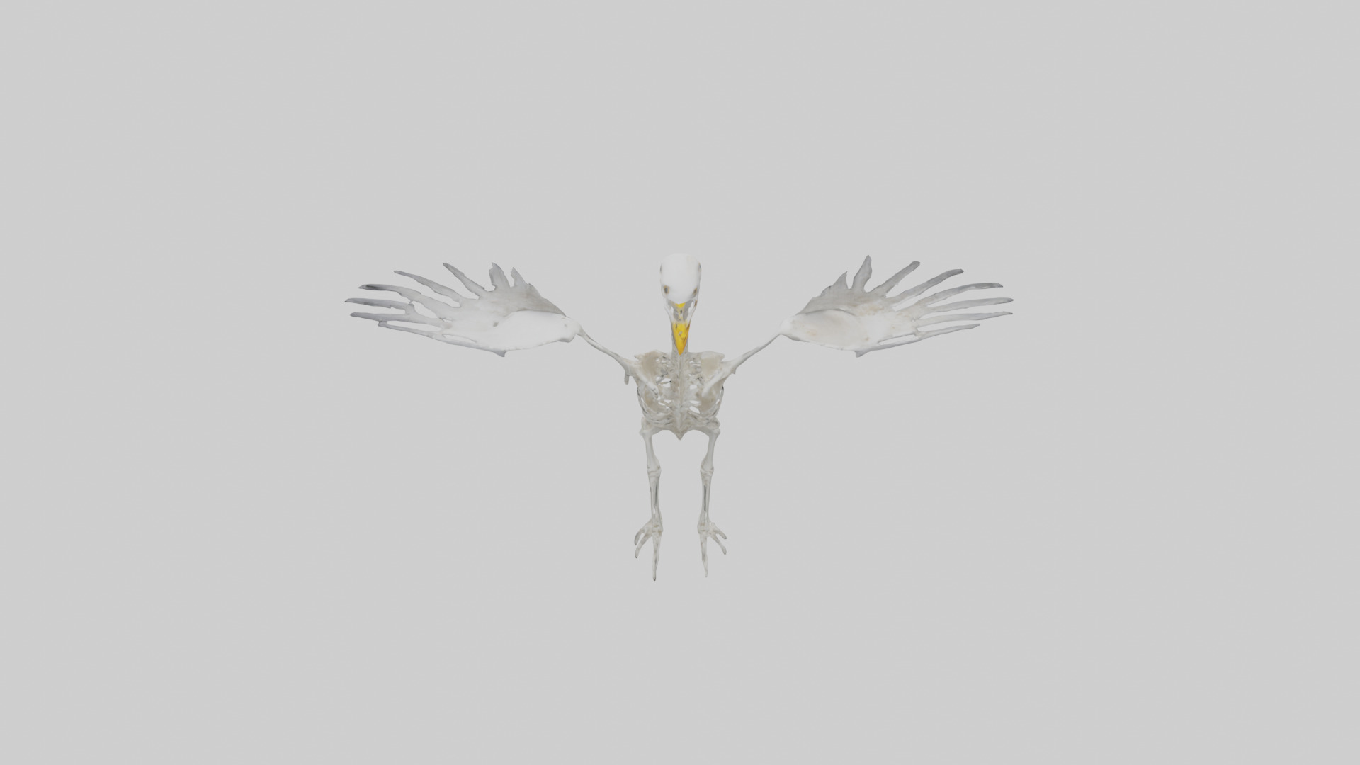 Seagull Skeleton model 3D model_15