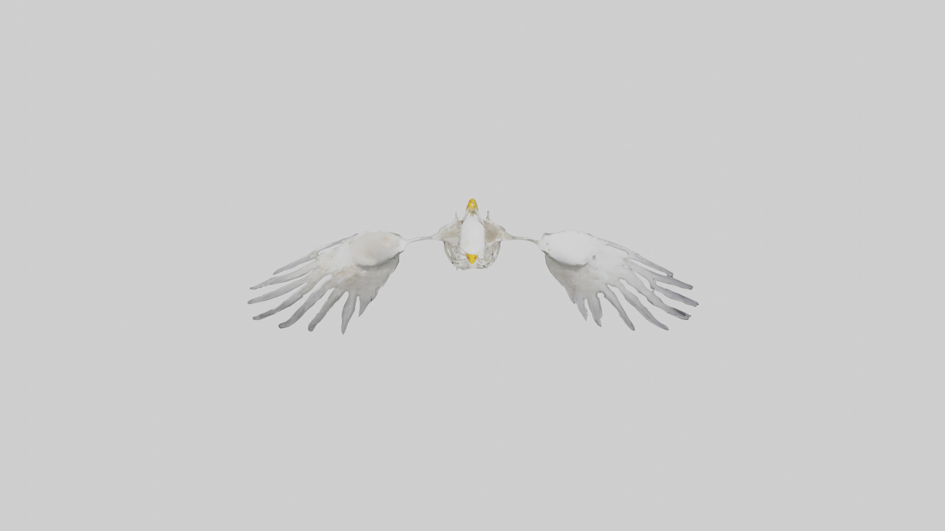 Seagull Skeleton model 3D model_14