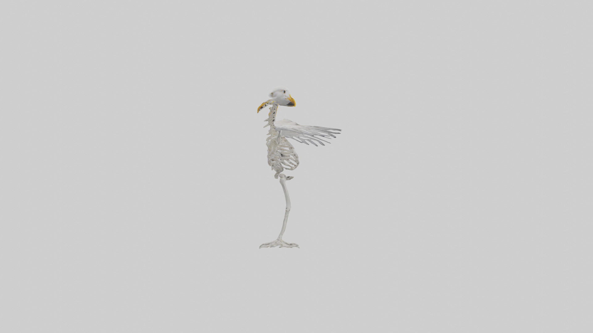 Seagull Skeleton model 3D model_13