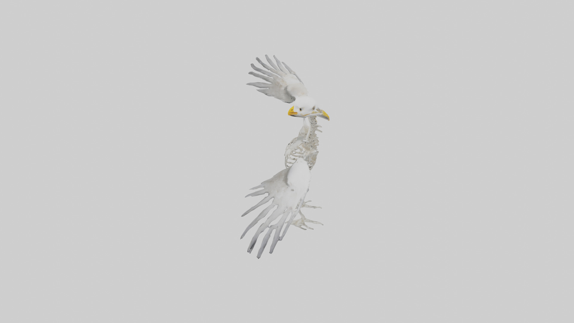 Seagull Skeleton model 3D model_17