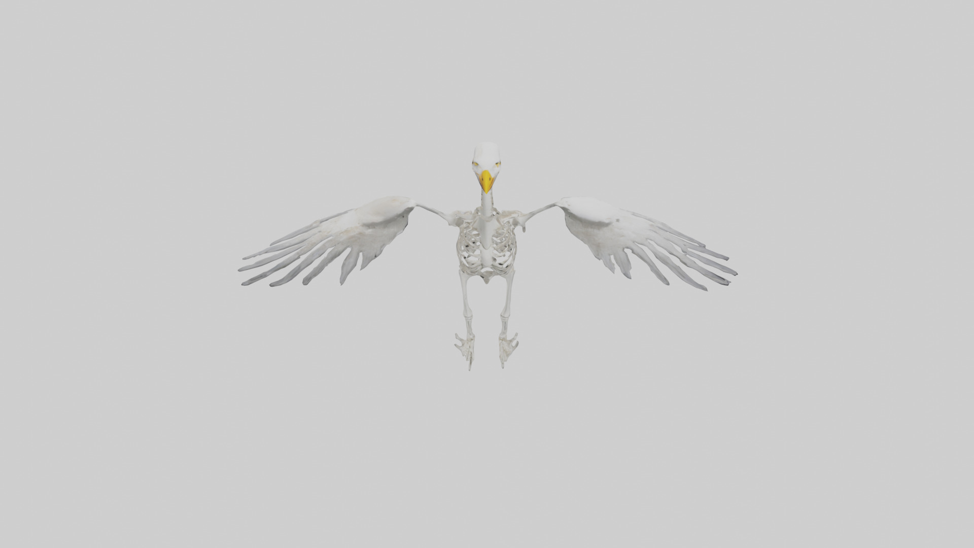 Seagull Skeleton model 3D model_16