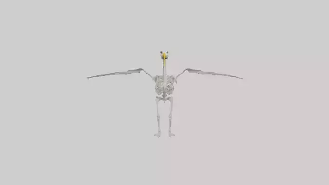 Seagull Skeleton model 3D model