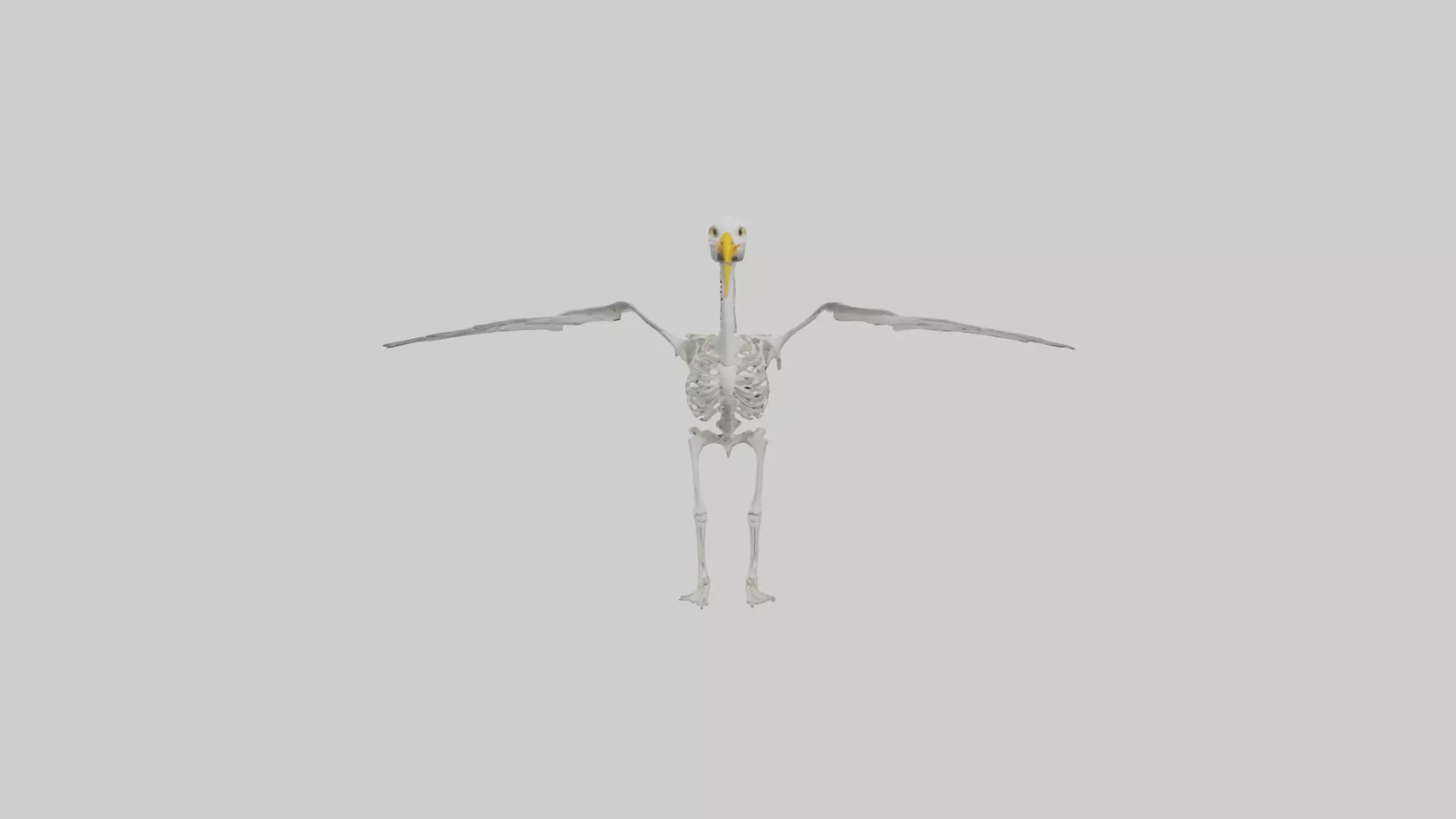 Seagull Skeleton model 3D model_0
