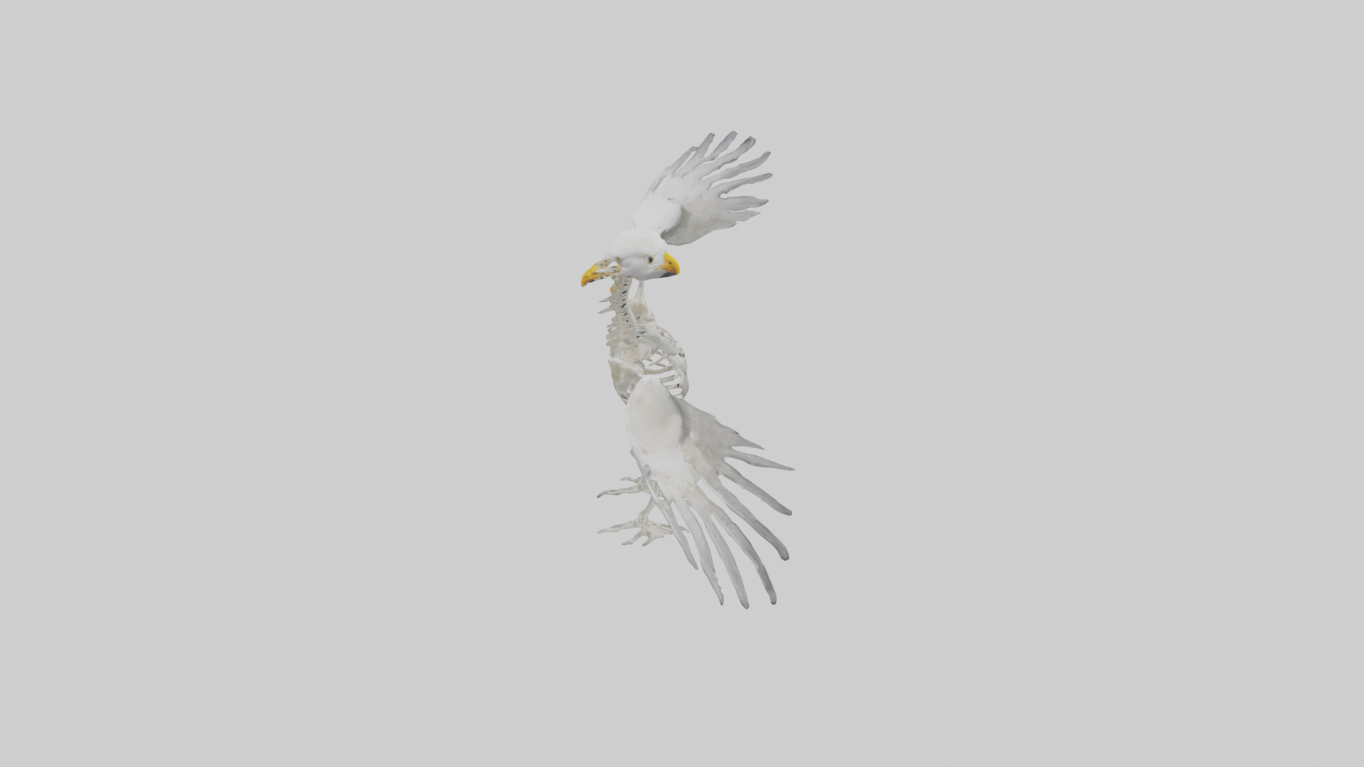 Seagull Skeleton model 3D model_18