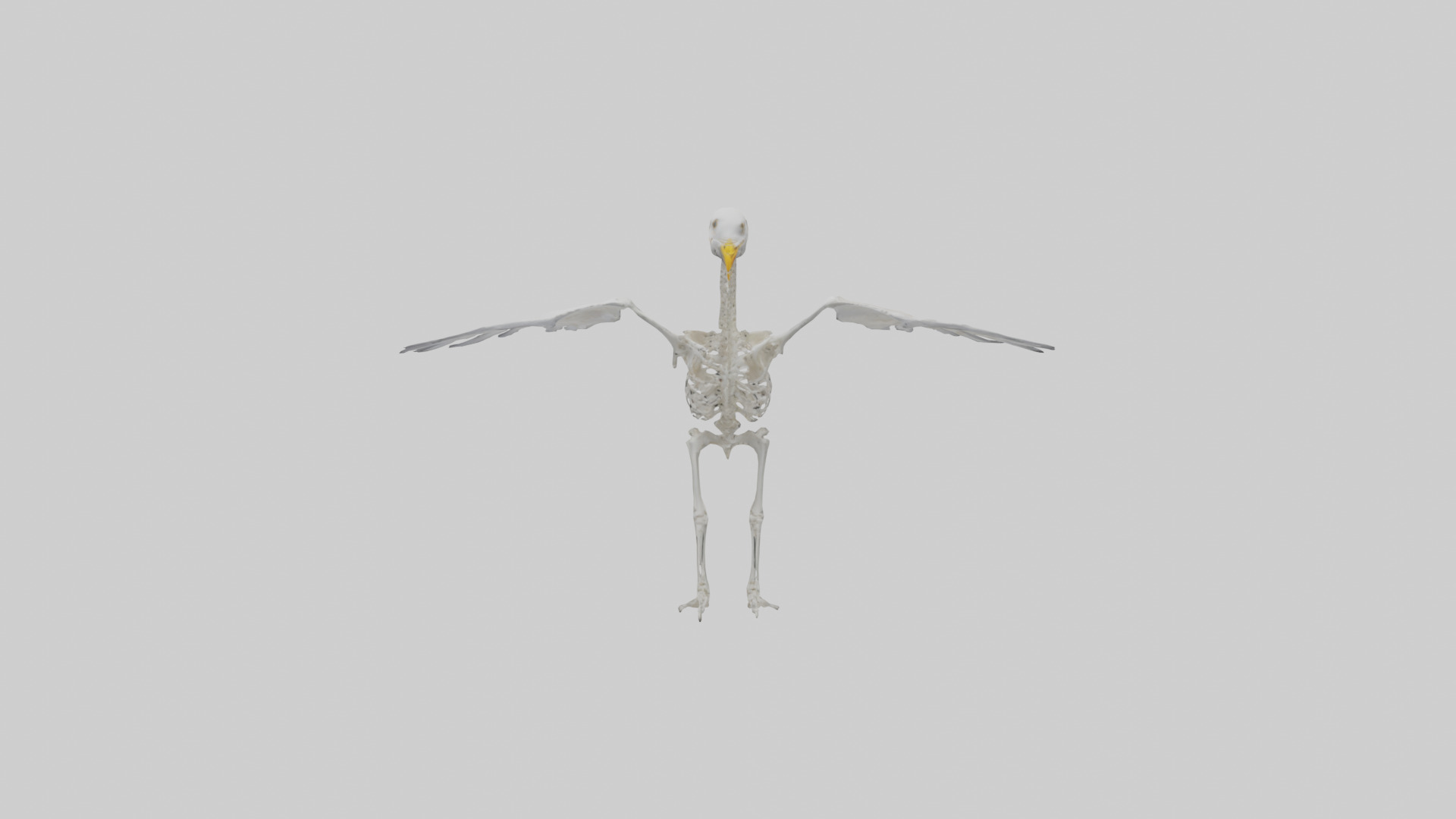 Seagull Skeleton model 3D model_2