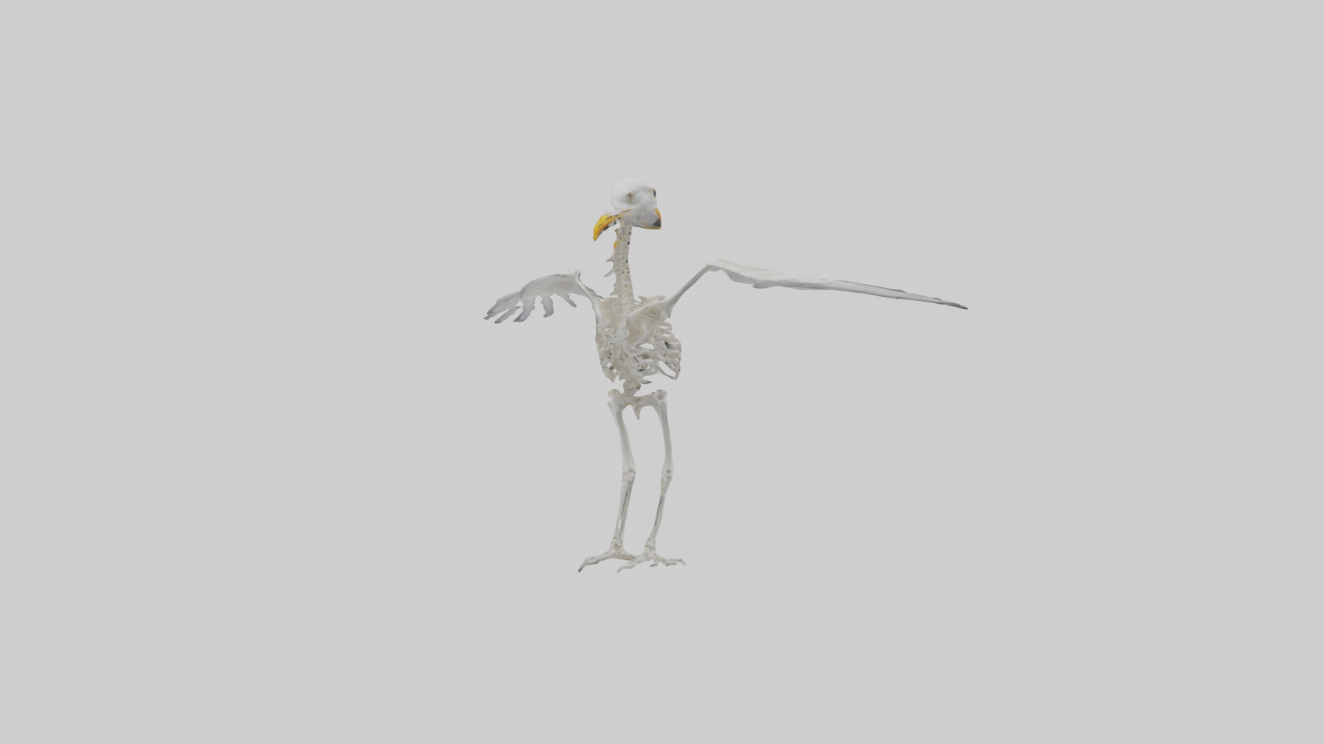 Seagull Skeleton model 3D model_4