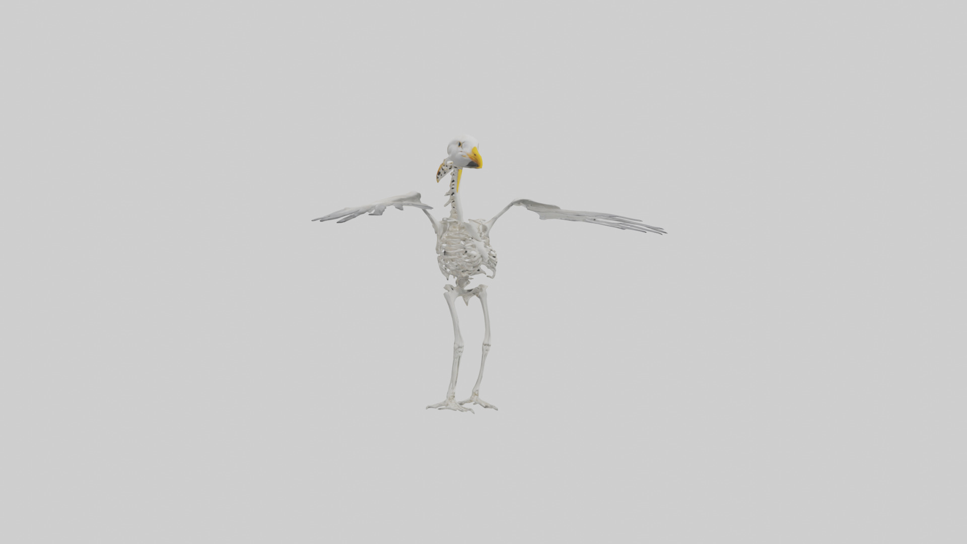 Seagull Skeleton model 3D model_9