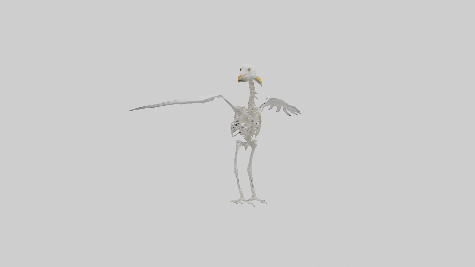 Seagull Skeleton model 3D model_3