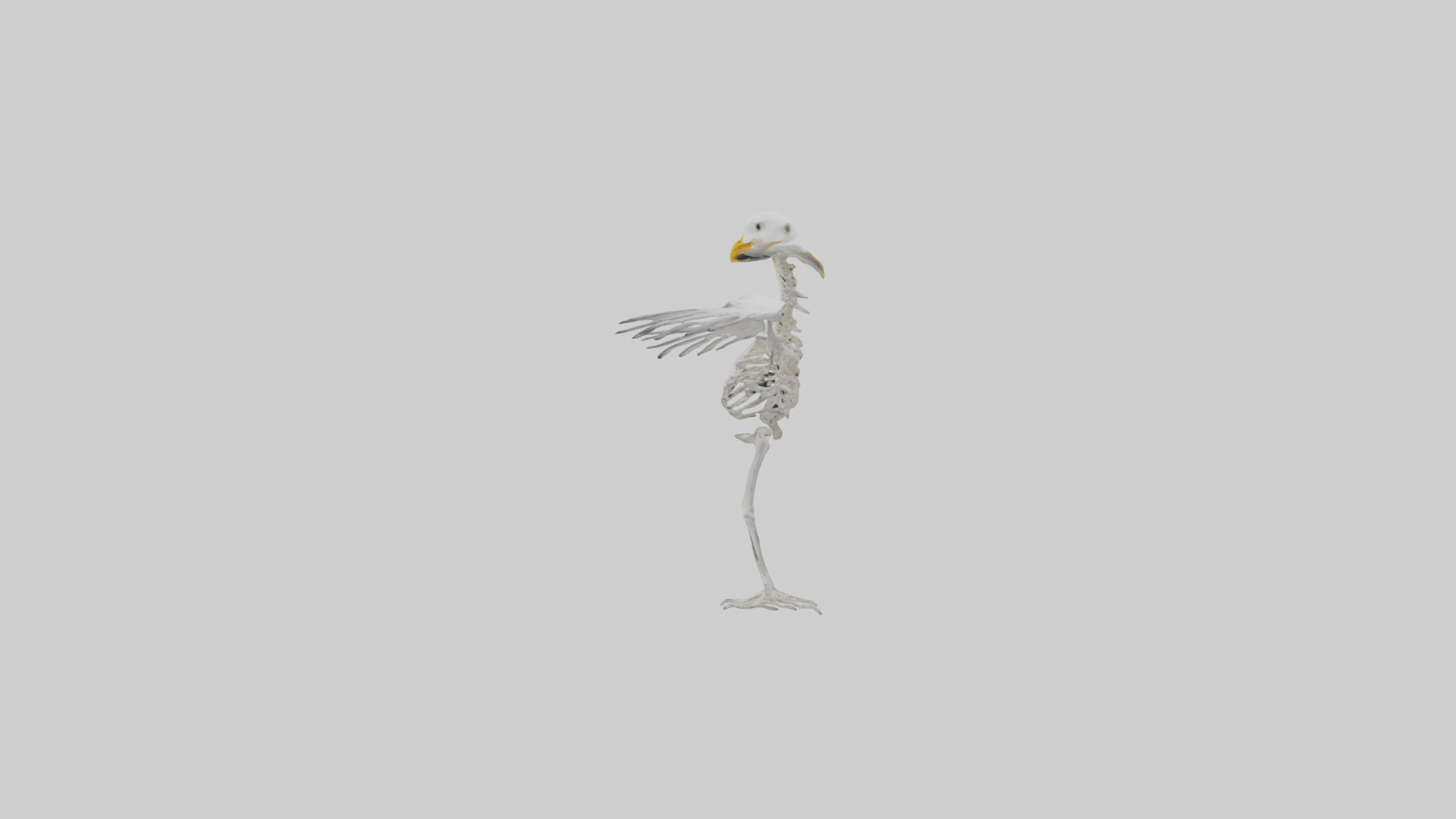 Seagull Skeleton model 3D model_12