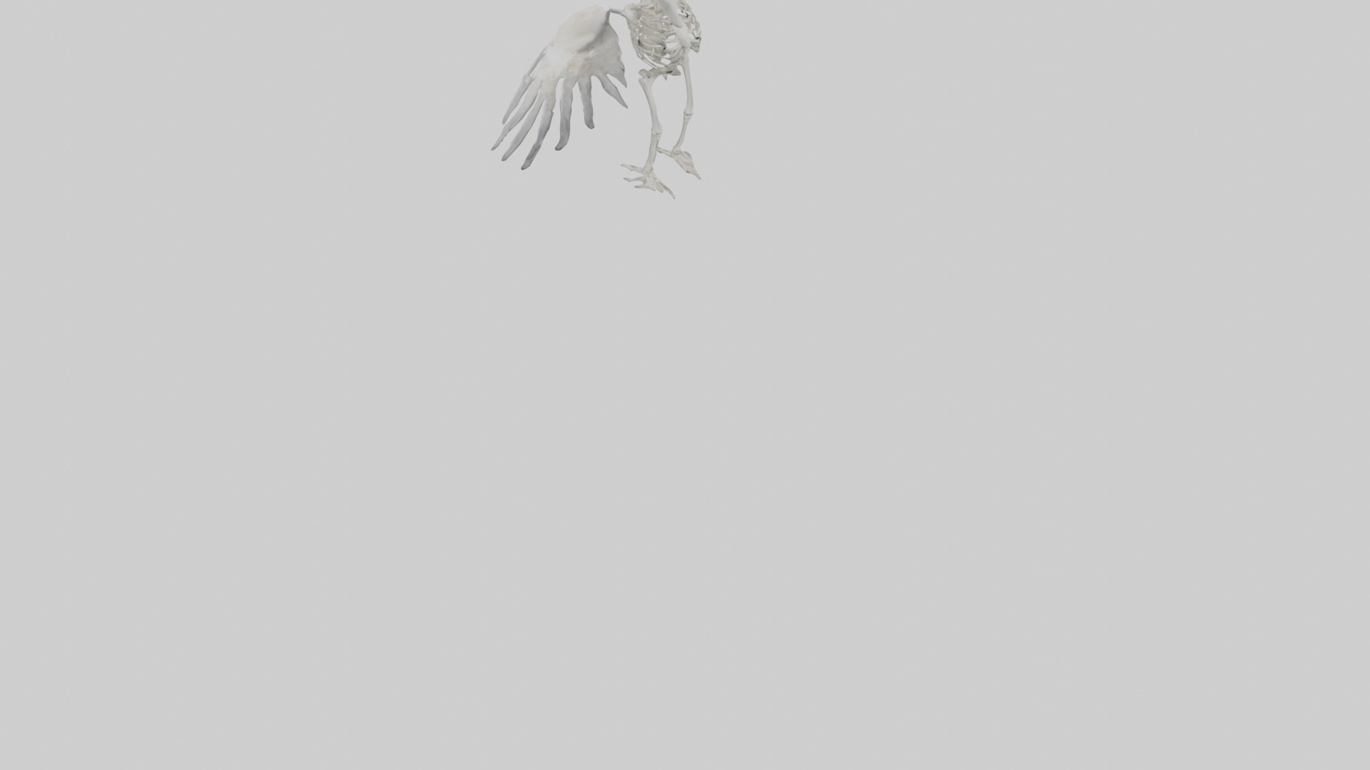 Seagull Skeleton model 3D model_8