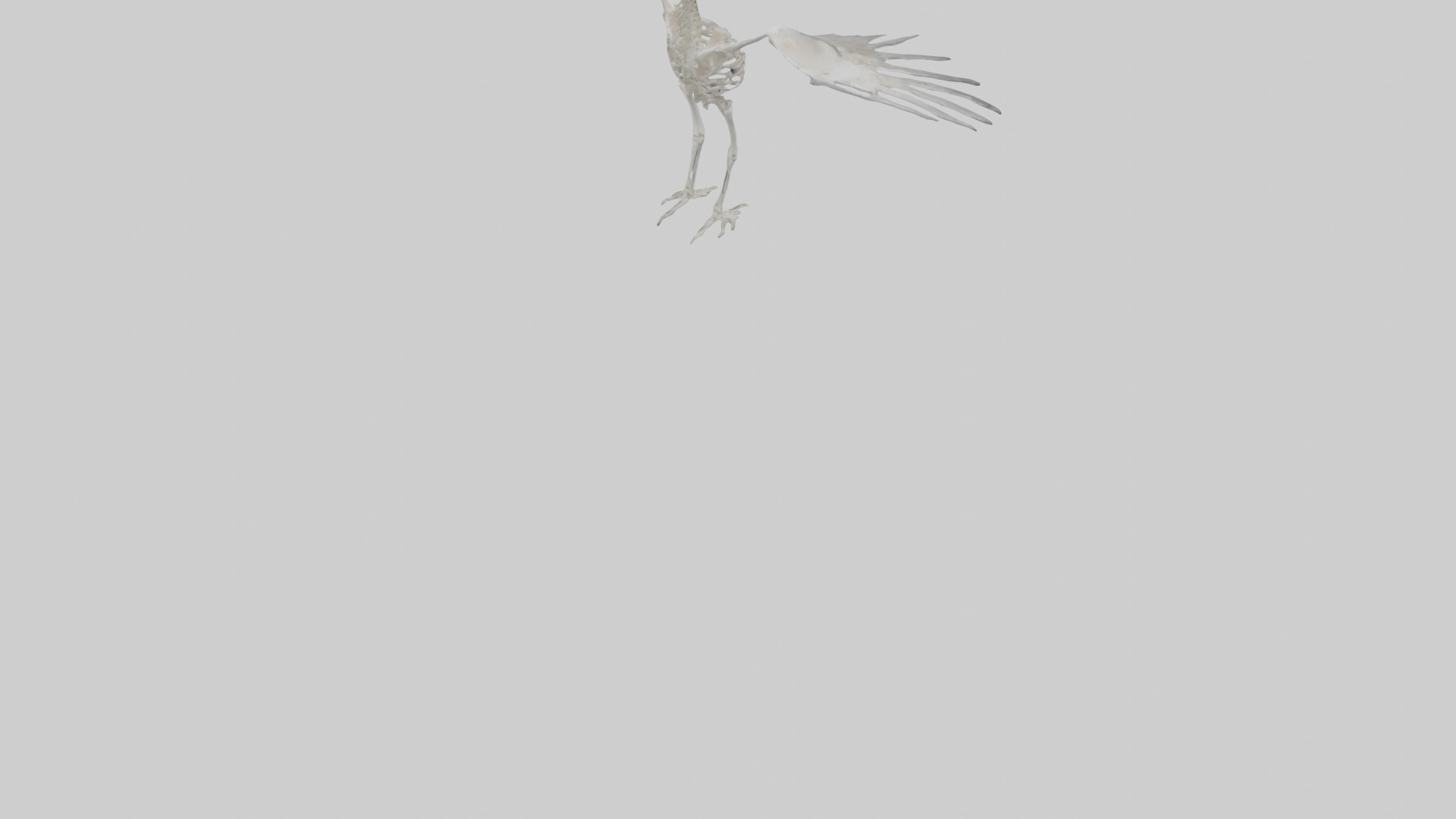 Seagull Skeleton model 3D model_6