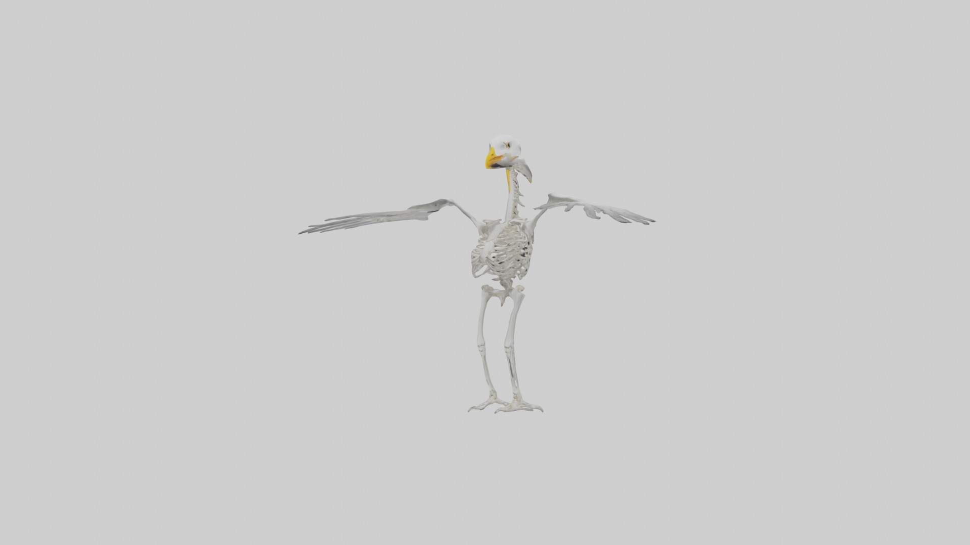 Seagull Skeleton model 3D model_10