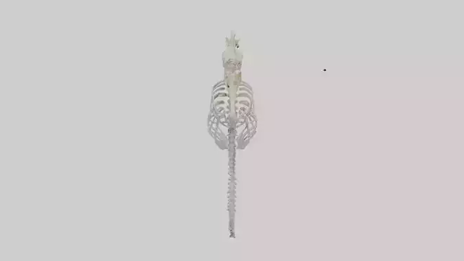 Seahorse Skeleton model