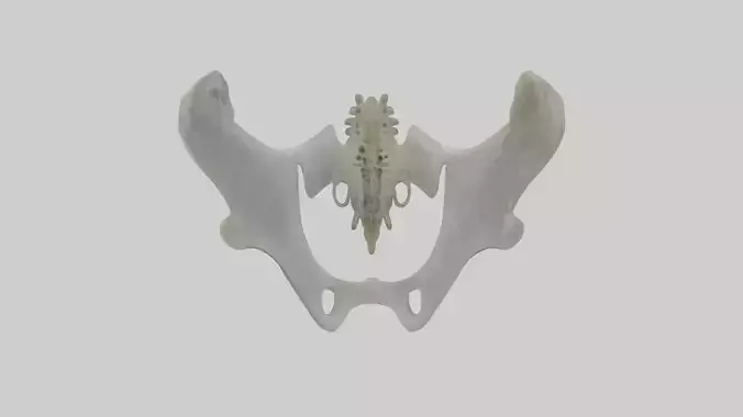 Seal Pelvis