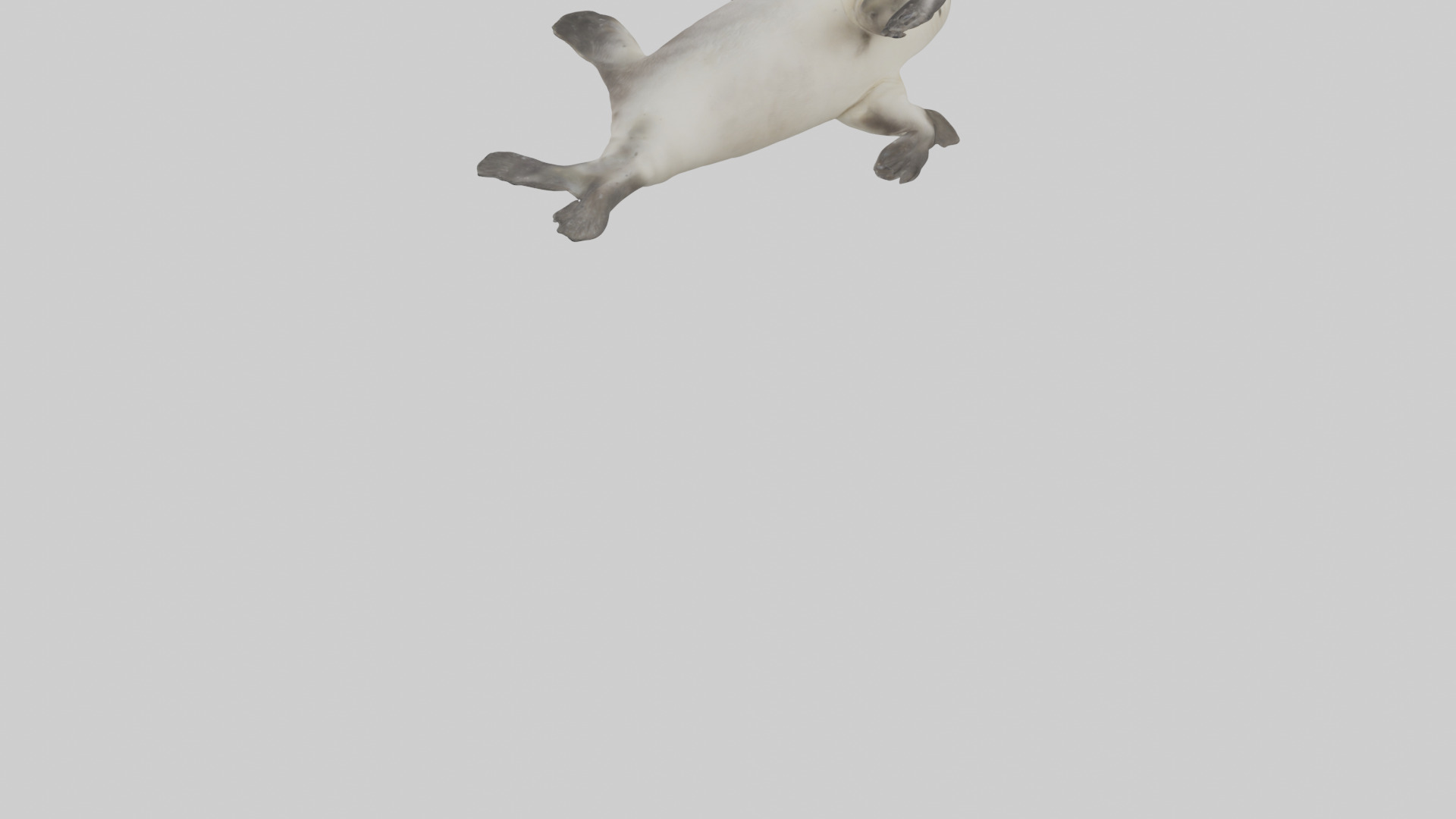 Seal pup playing model 3D model_3