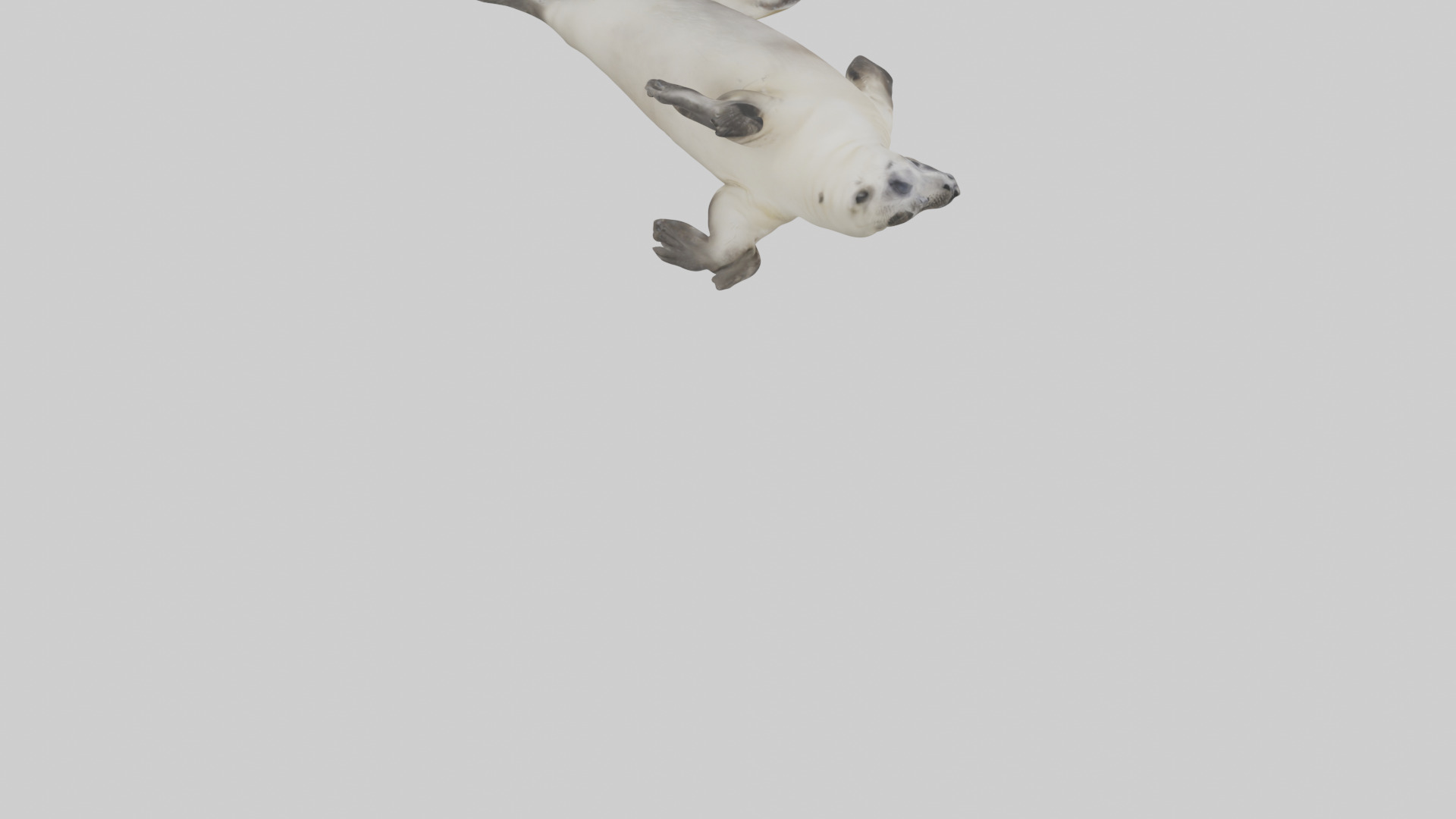 Seal pup playing model 3D model_4