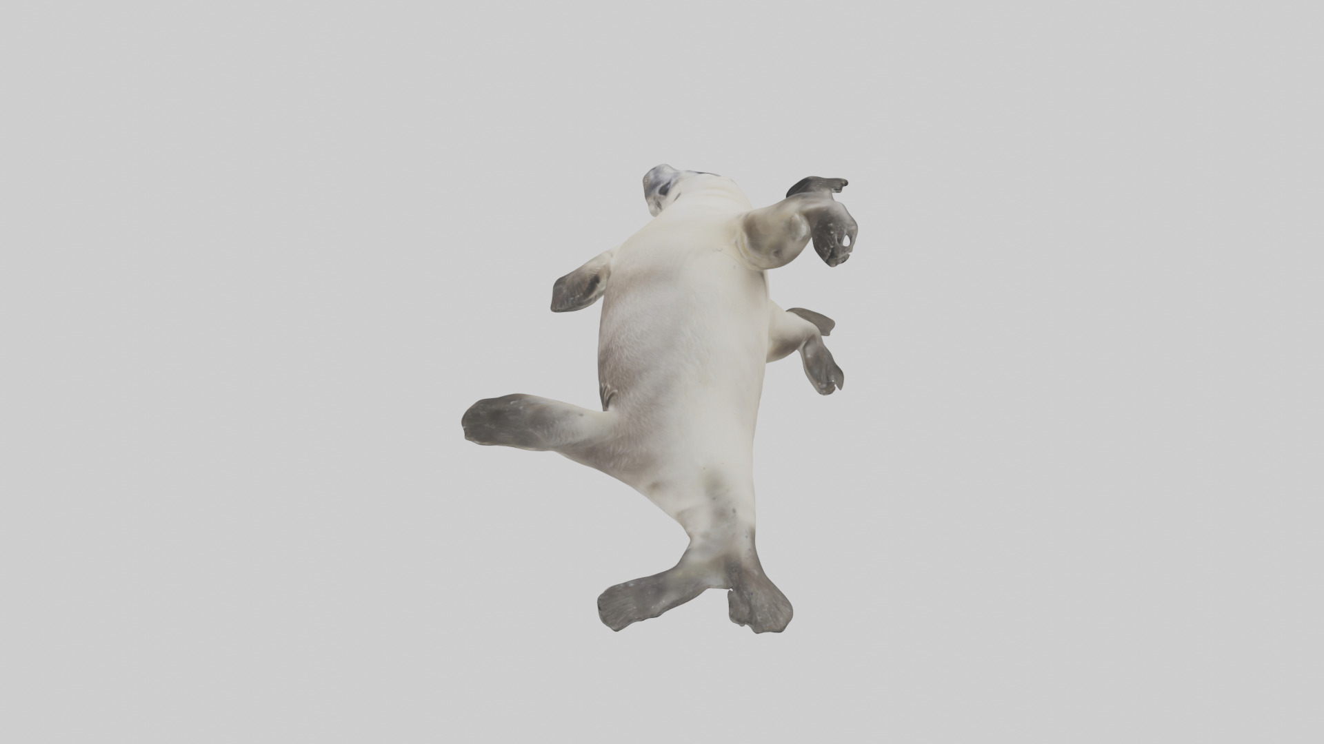Seal pup playing model 3D model_17