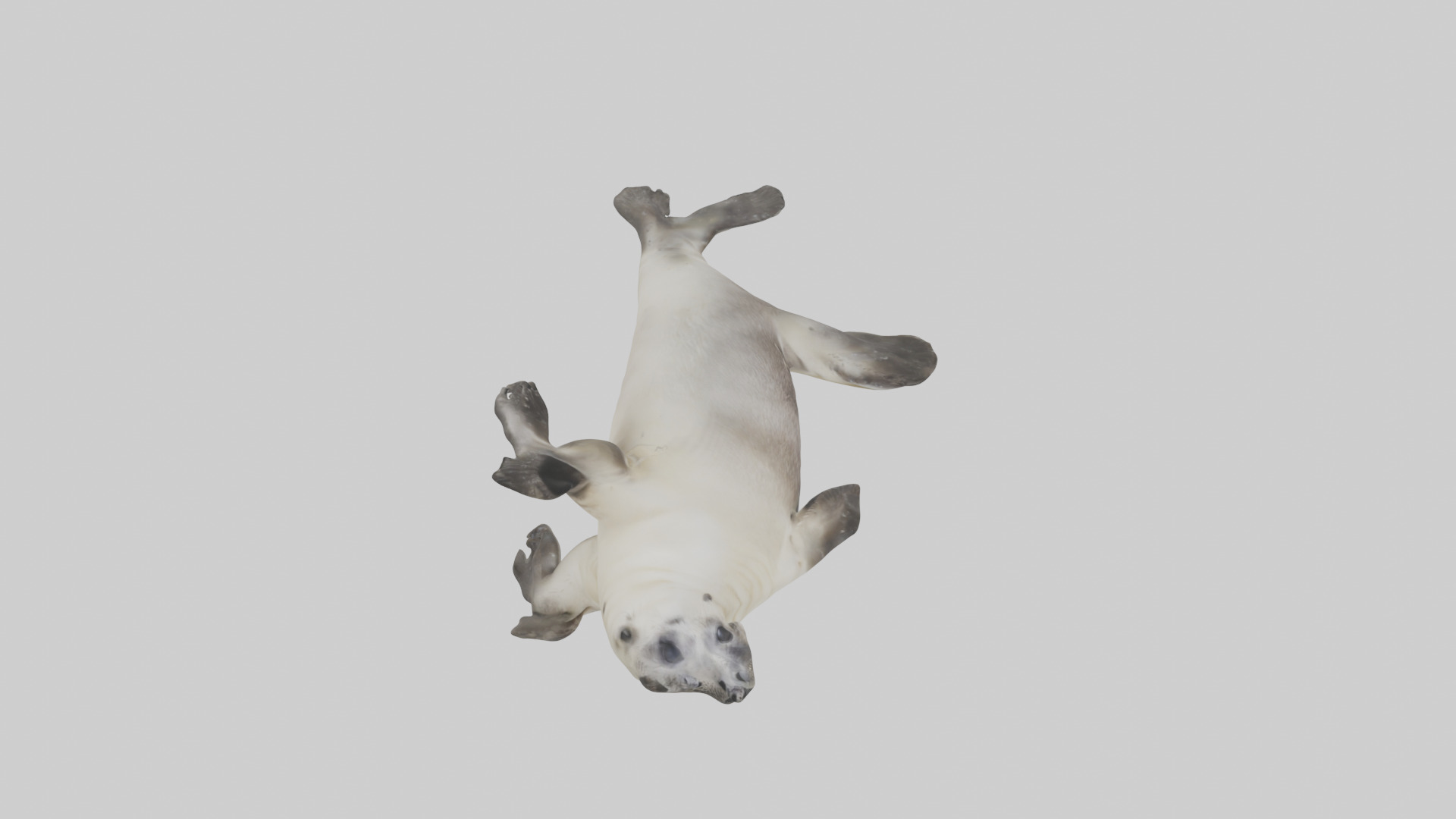 Seal pup playing model 3D model_18