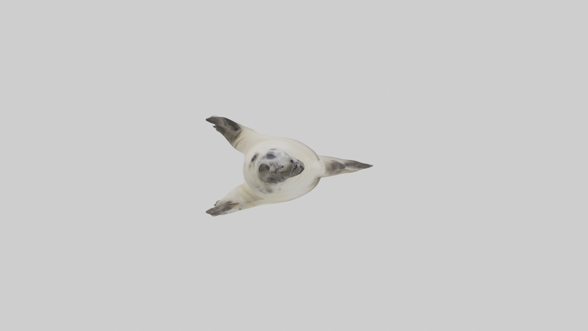 Seal pup playing model 3D model_13