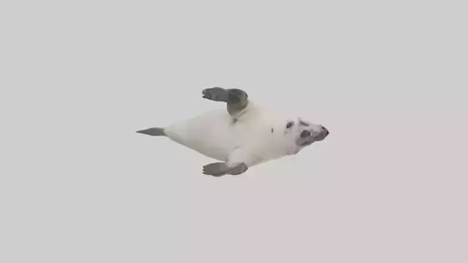 Seal pup playing model 3D model