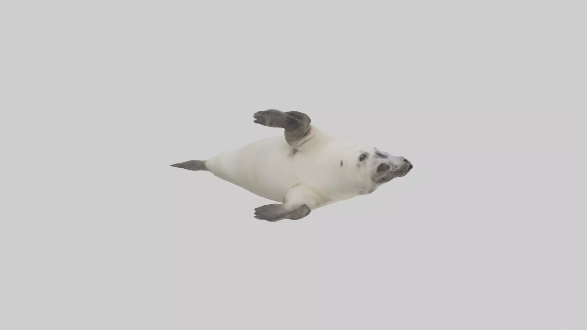 Seal pup playing model 3D model_0