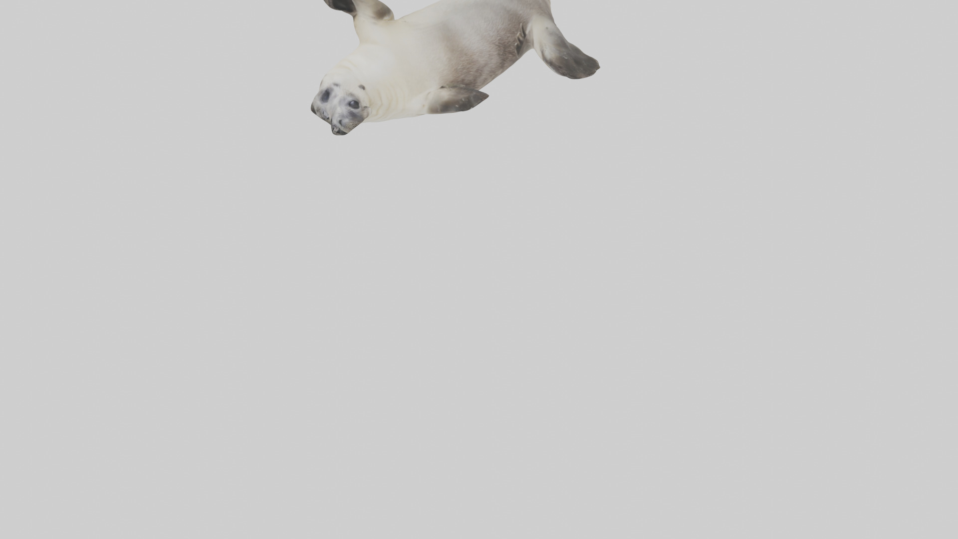 Seal pup playing model 3D model_6