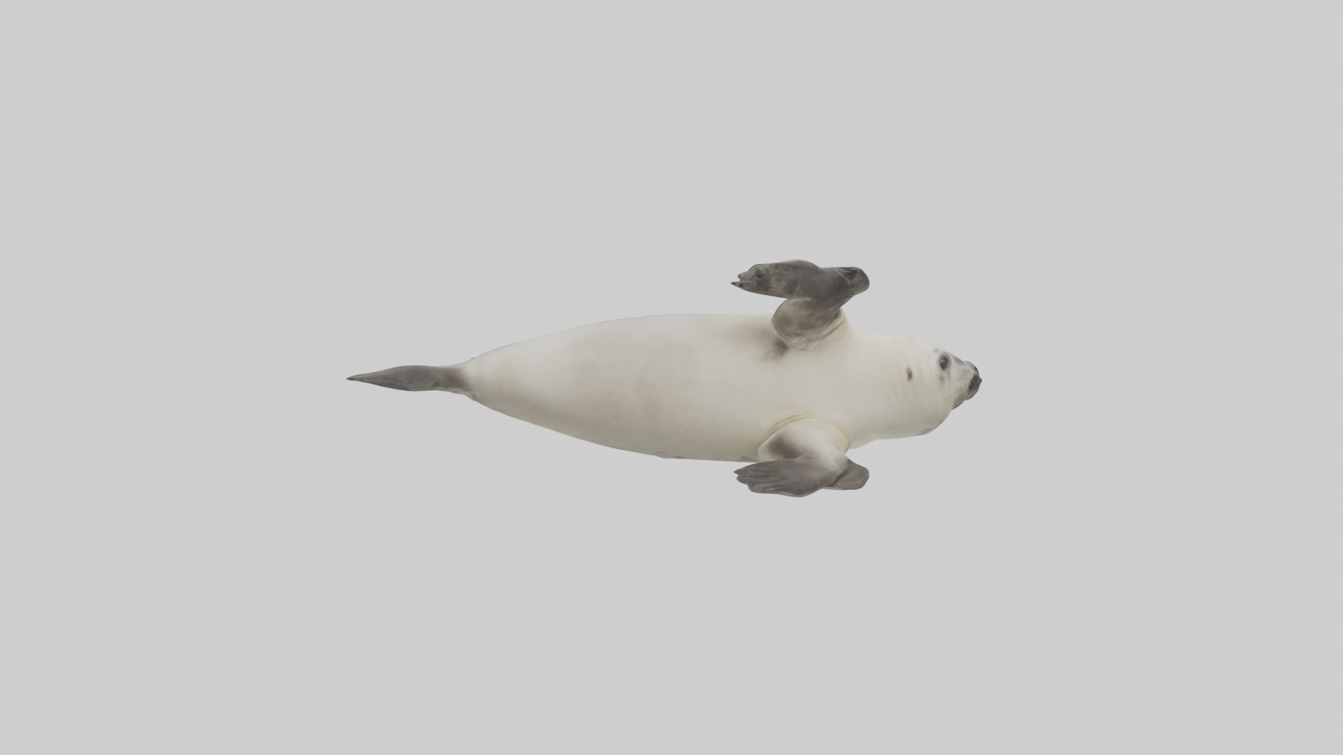 Seal pup playing model 3D model_1