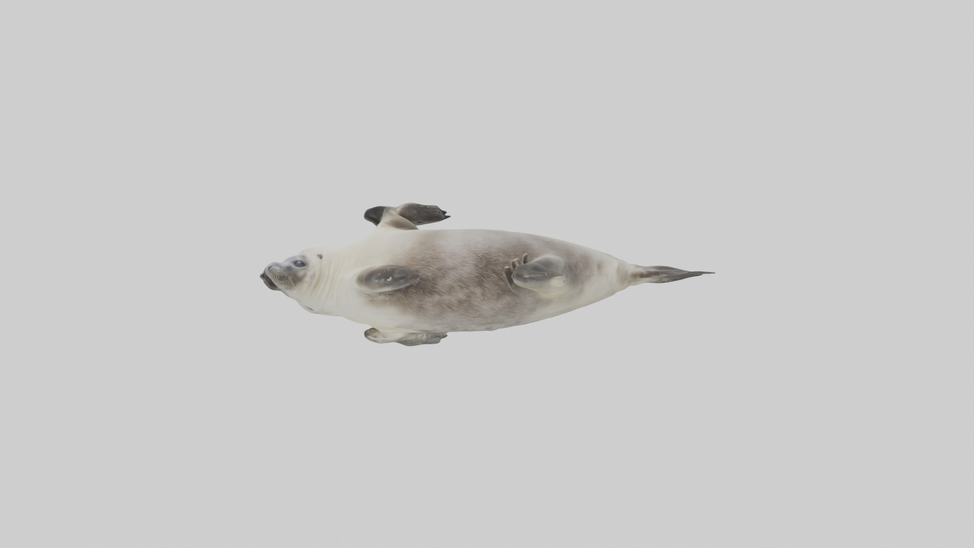 Seal pup playing model 3D model_9