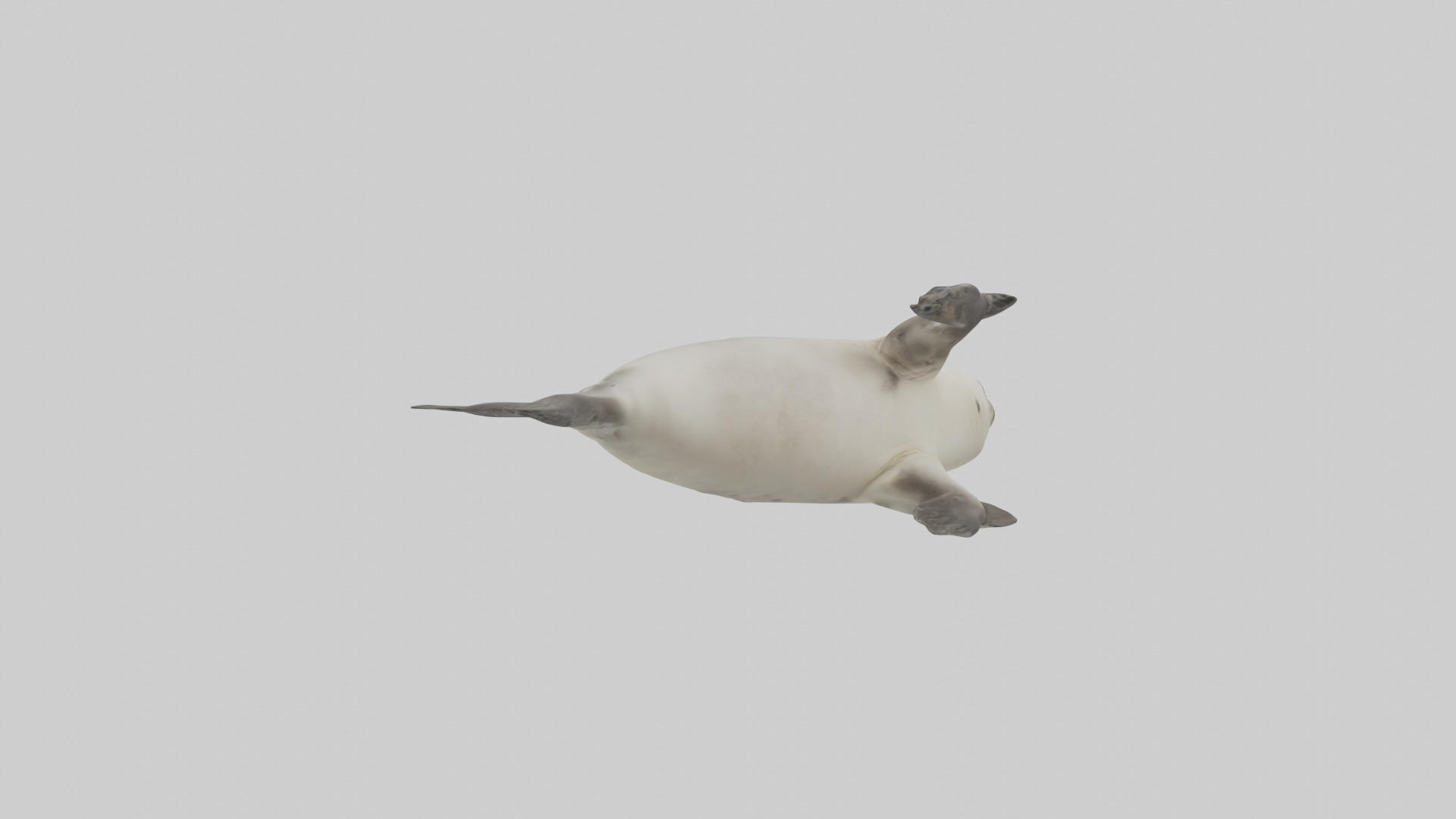 Seal pup playing model 3D model_2